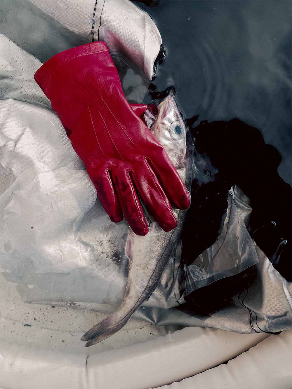 red glove and fish 