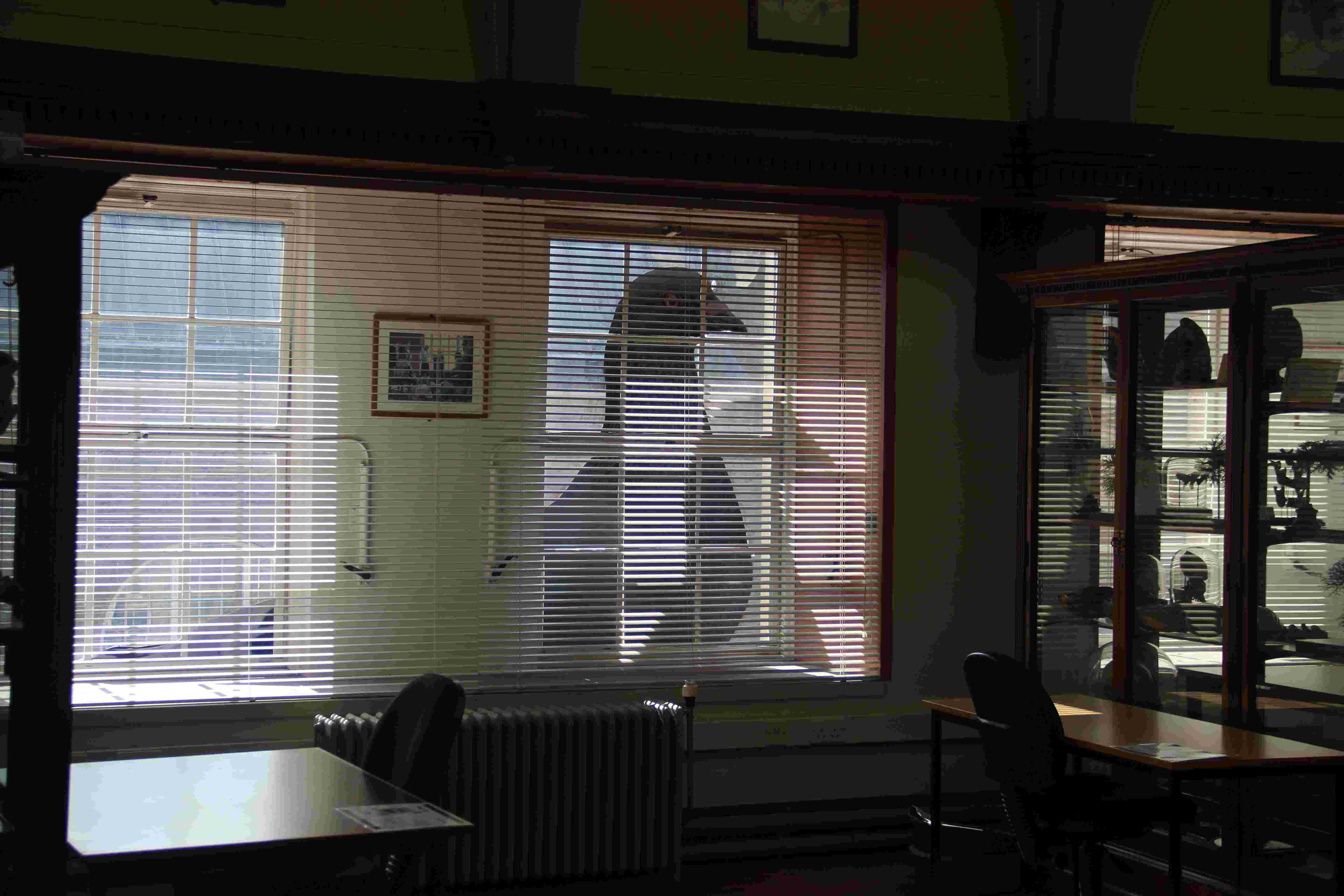 a shadow of a pigeon in the window of a museum