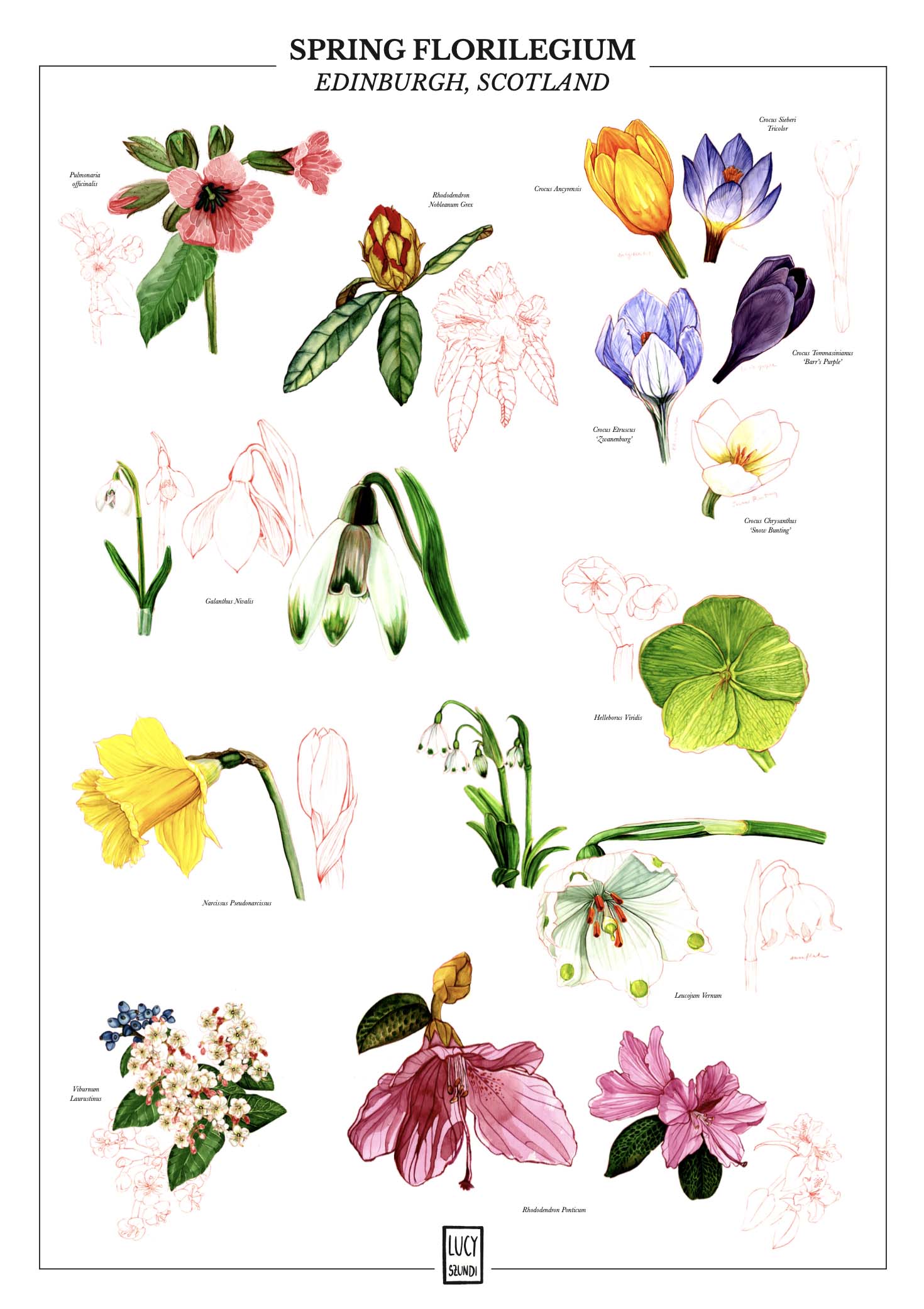 florilegium botanical poster