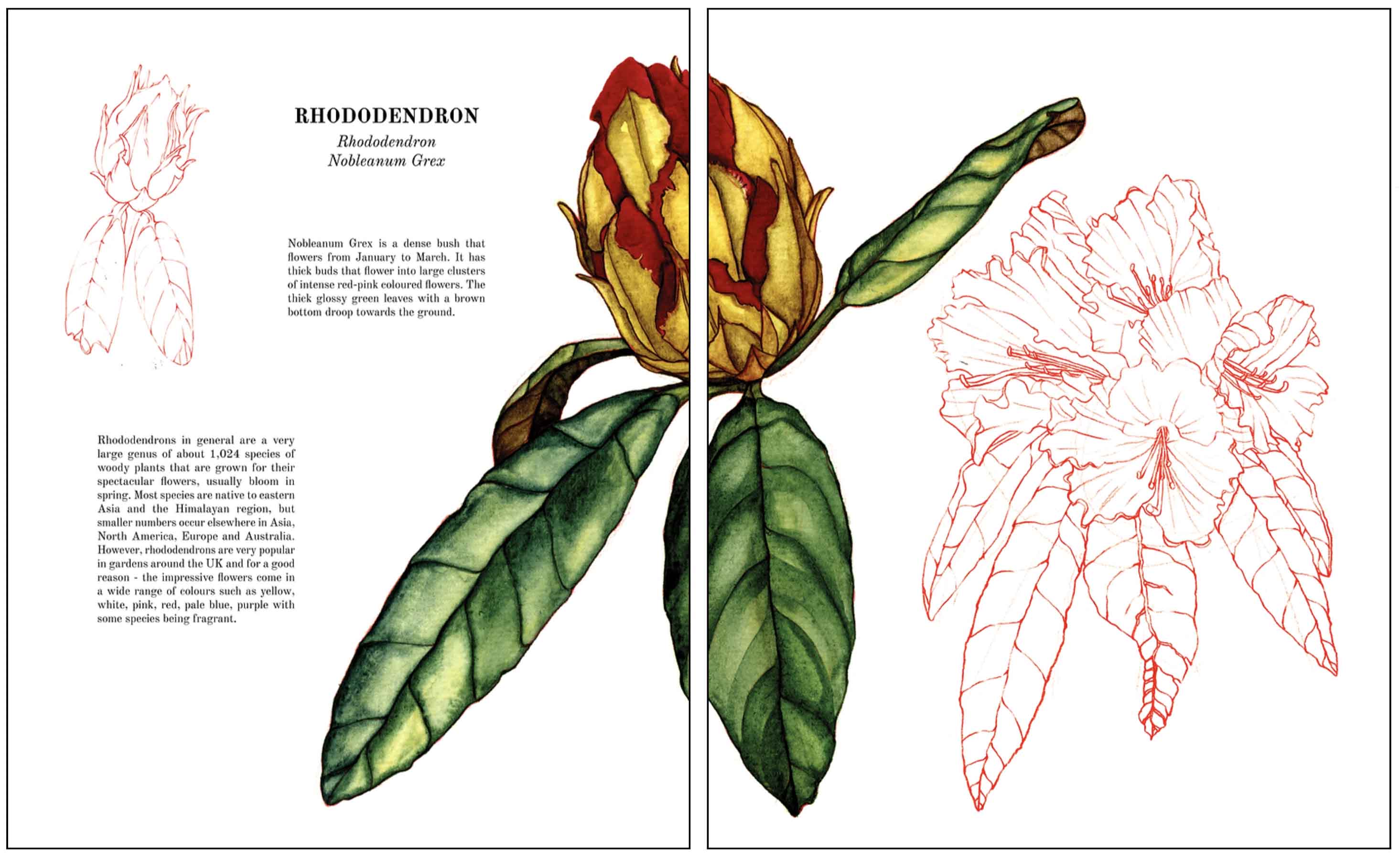 florilegium book spread 1