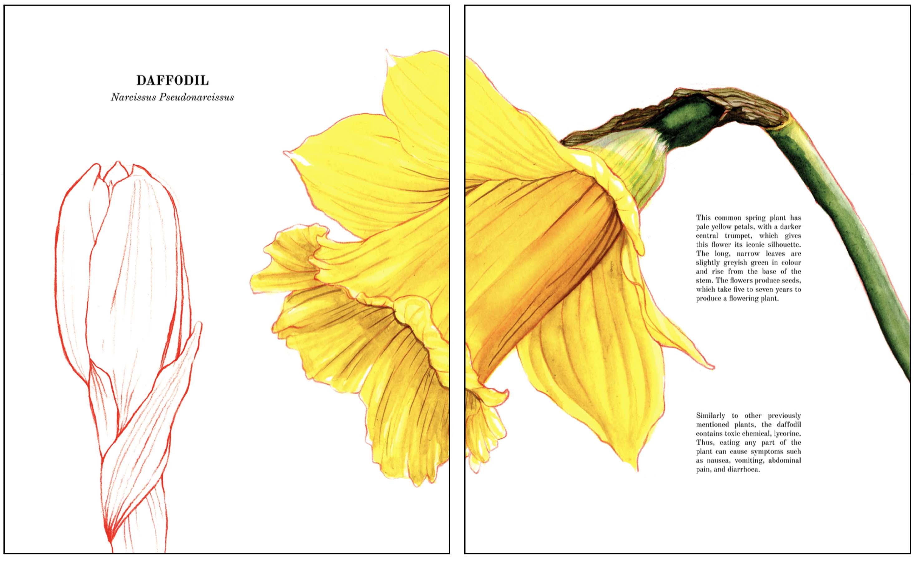 florilegium book spread 2