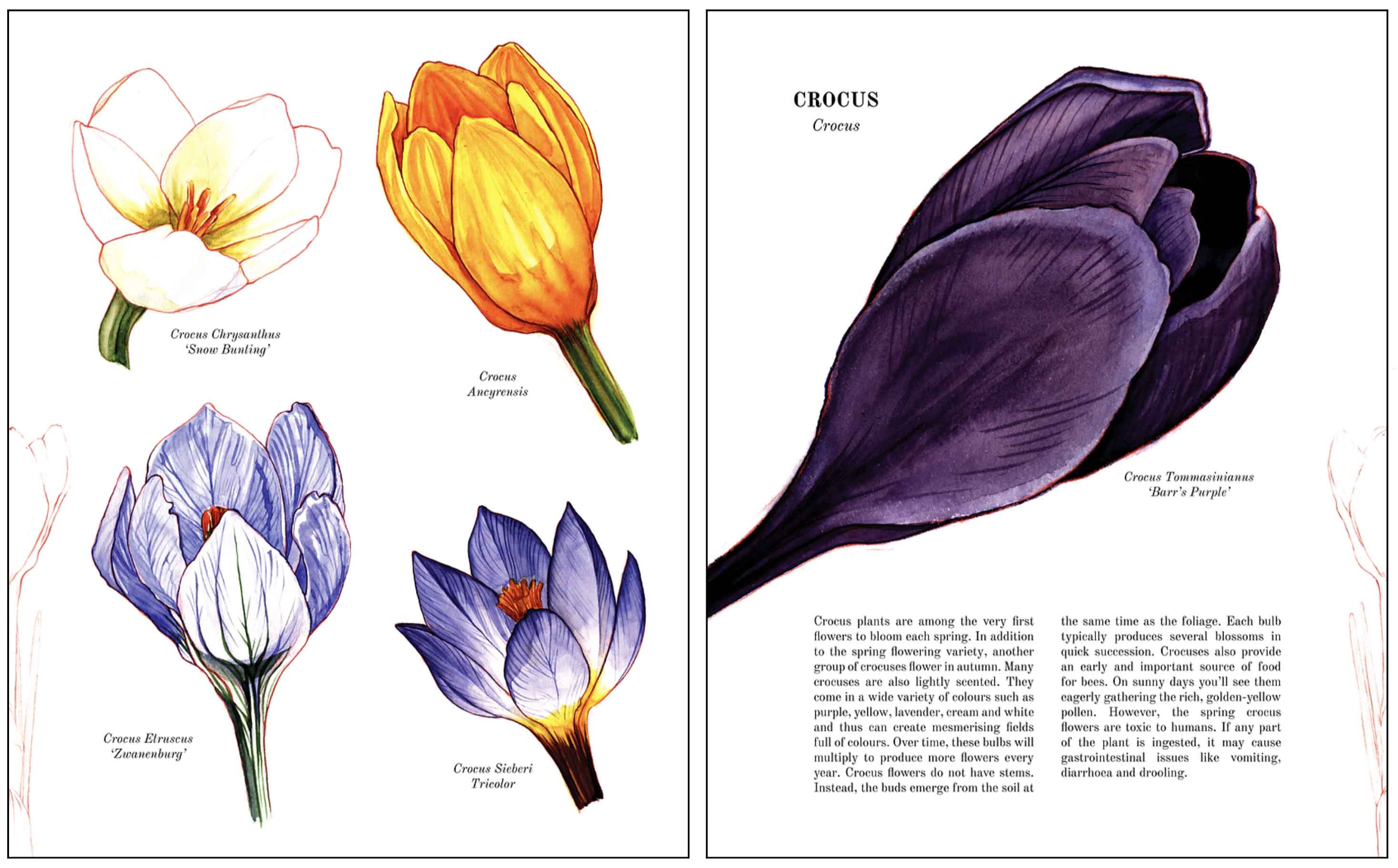 florilegium book spread 5
