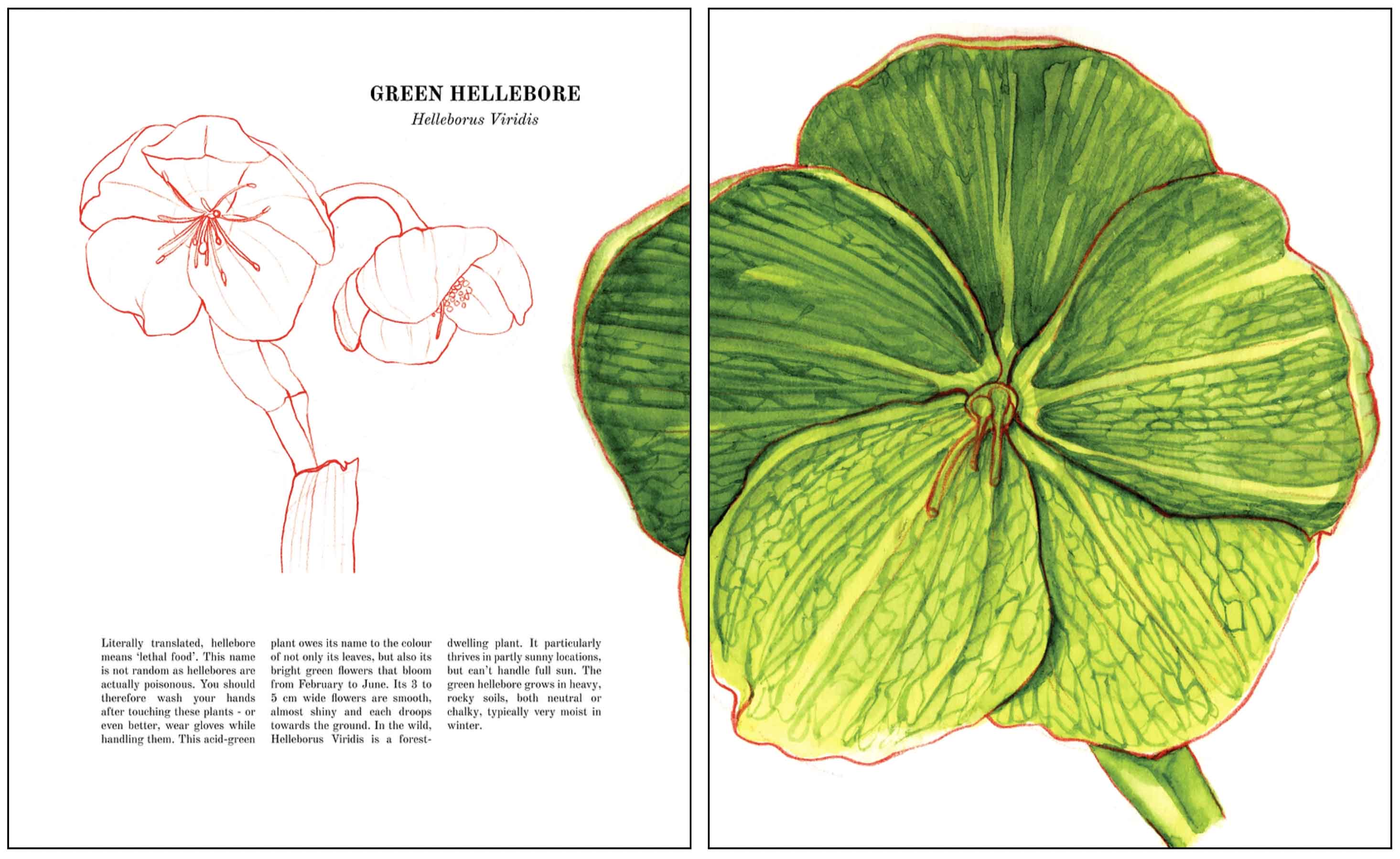 florilegium book spread 6