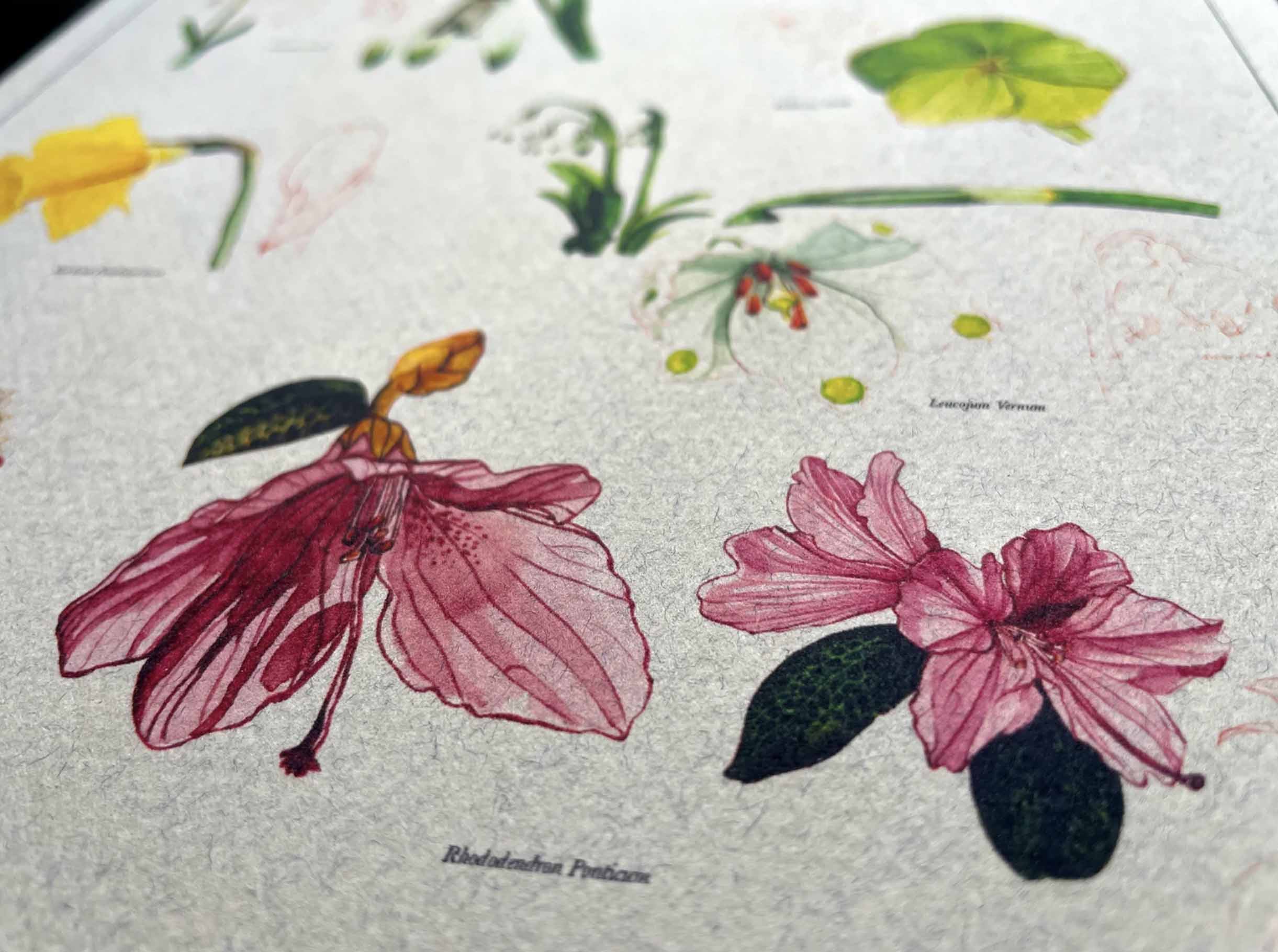 florilegium poster zoom in