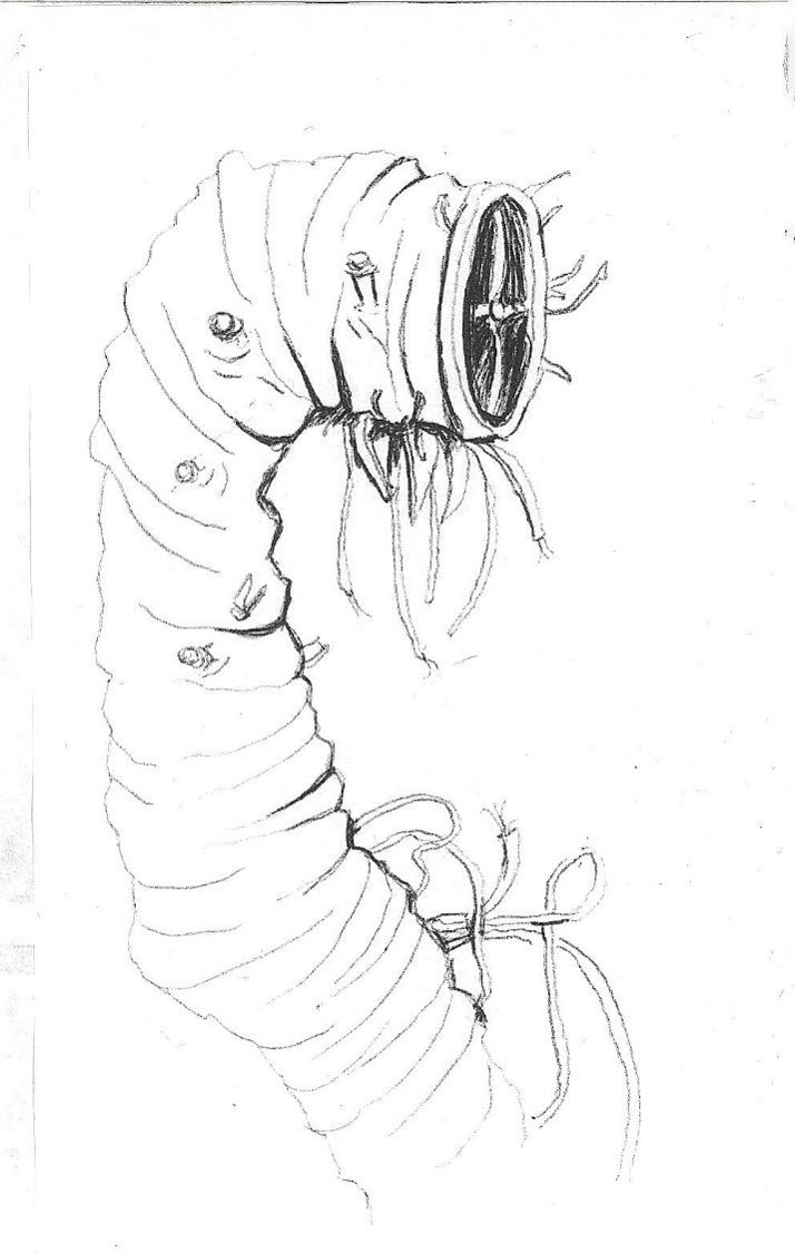 Drawing of a maggot cyborg.