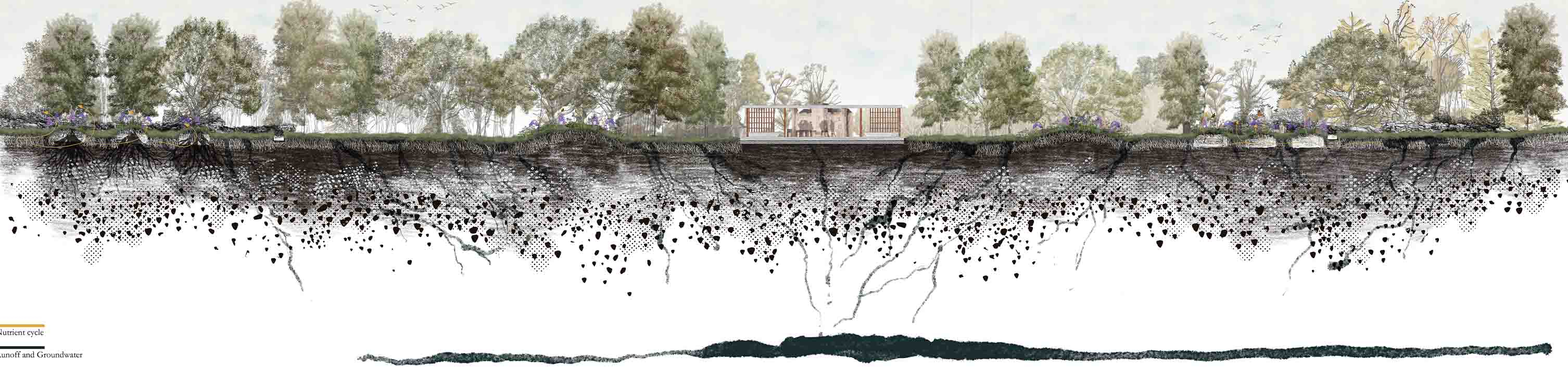 Establishment and impact of natural cemeteries