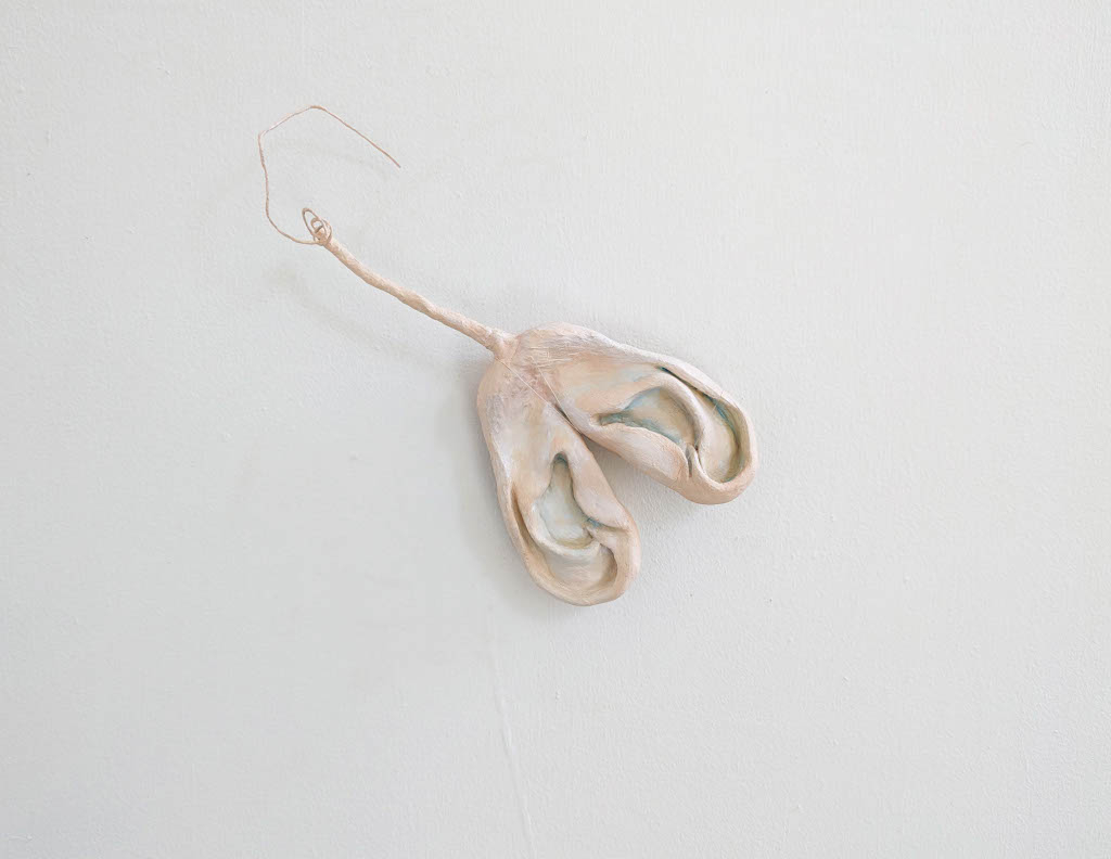 A set of ears in the shape of a 'Helicopter' seed pod from a maple or sycamore tree