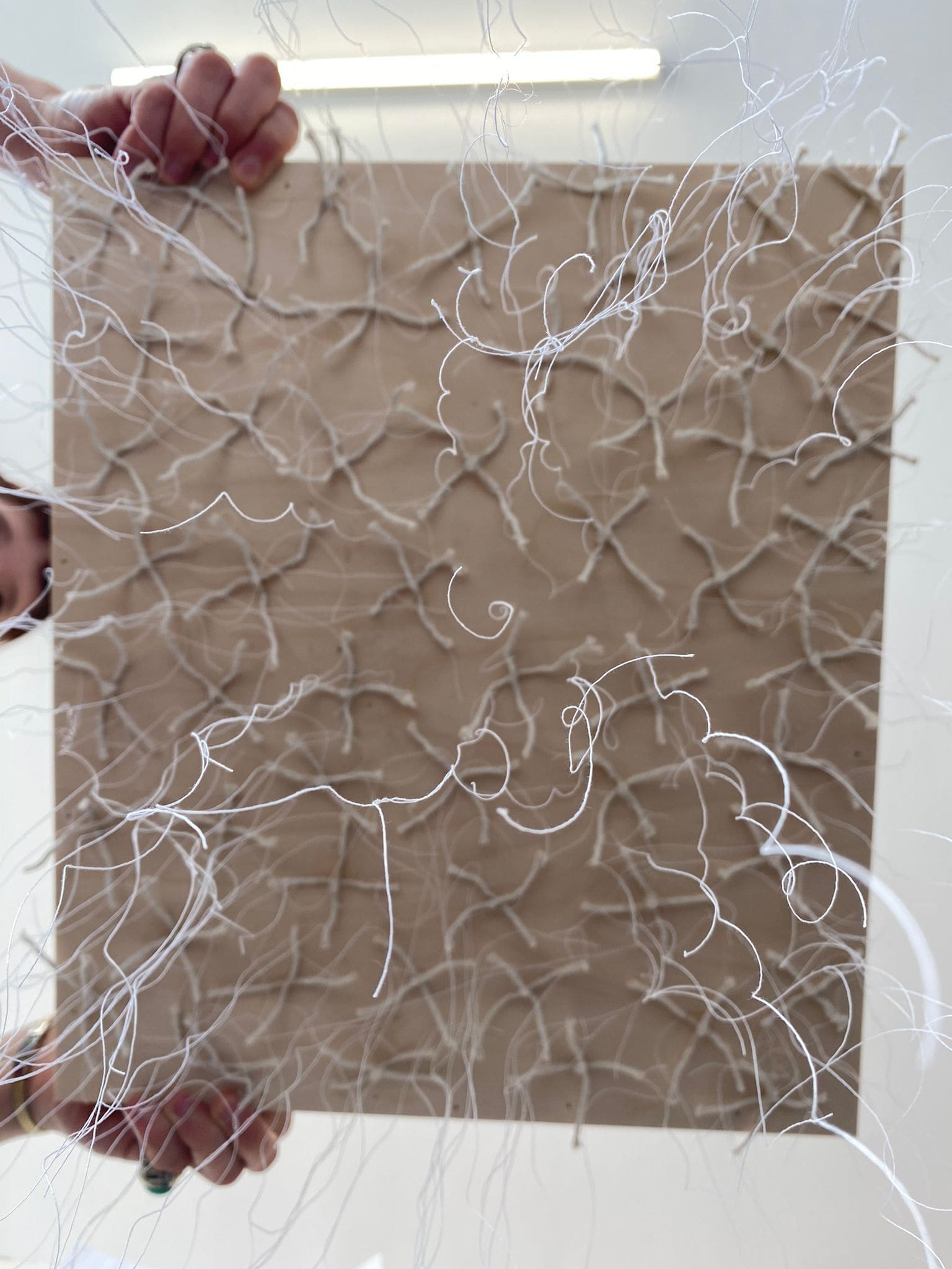 Viewing root systems from beneath the model.