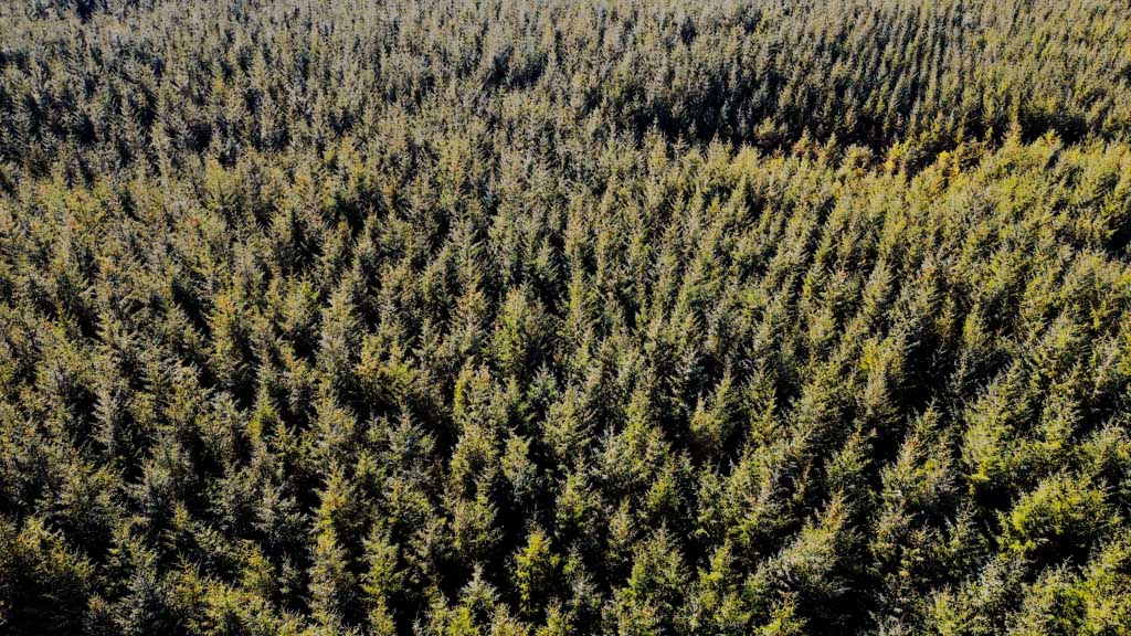 Birds eye view of a forest of pine trees