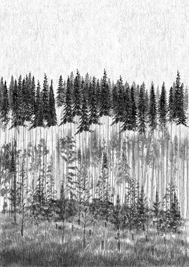 forest