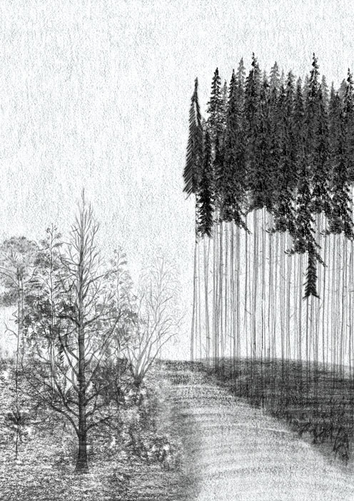 forest