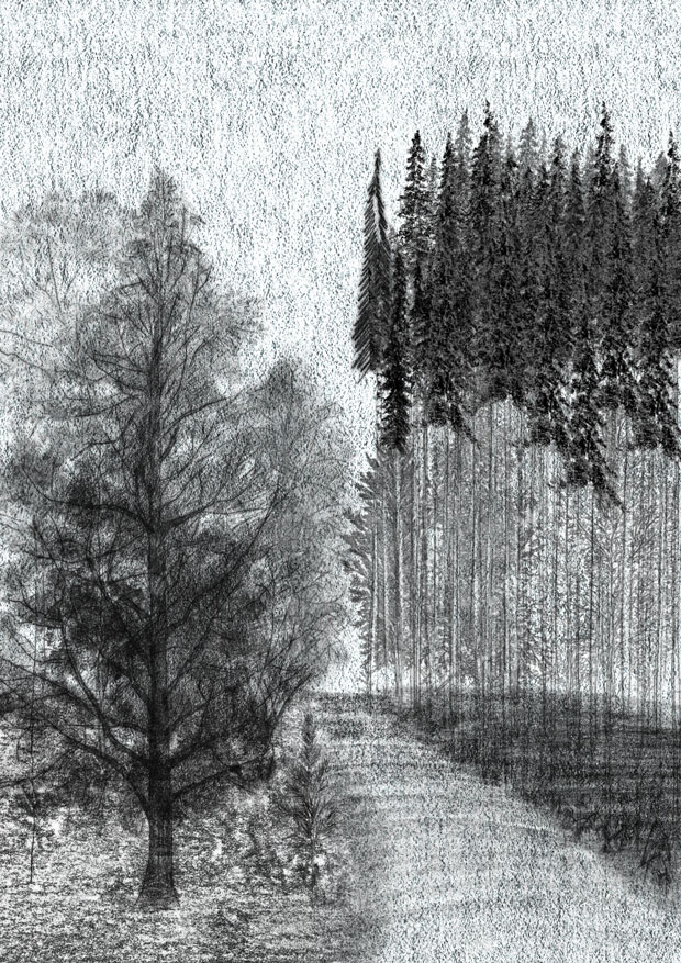 forest