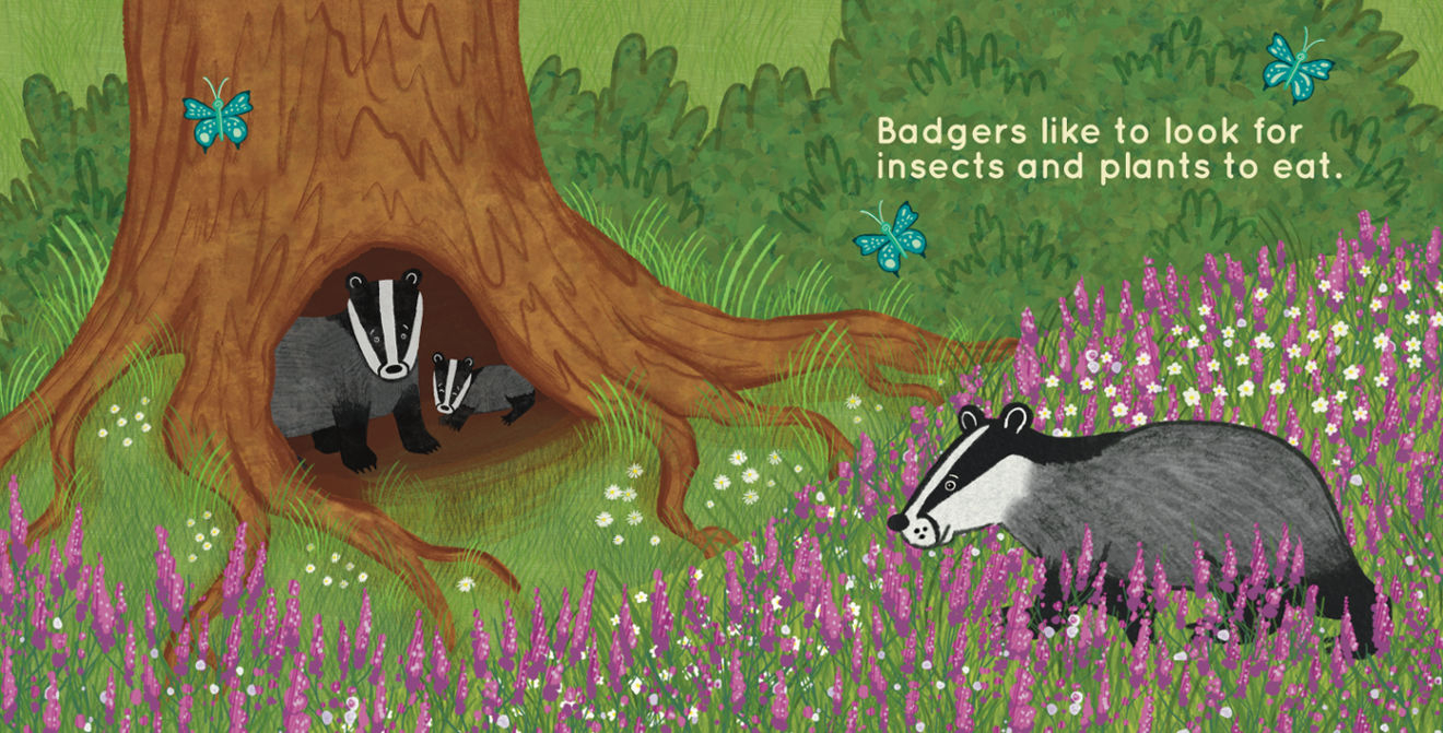 Double page spread from a baby book of badgers in a wood, surrounded by purple flowers.
