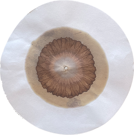 Soil chromatography 3