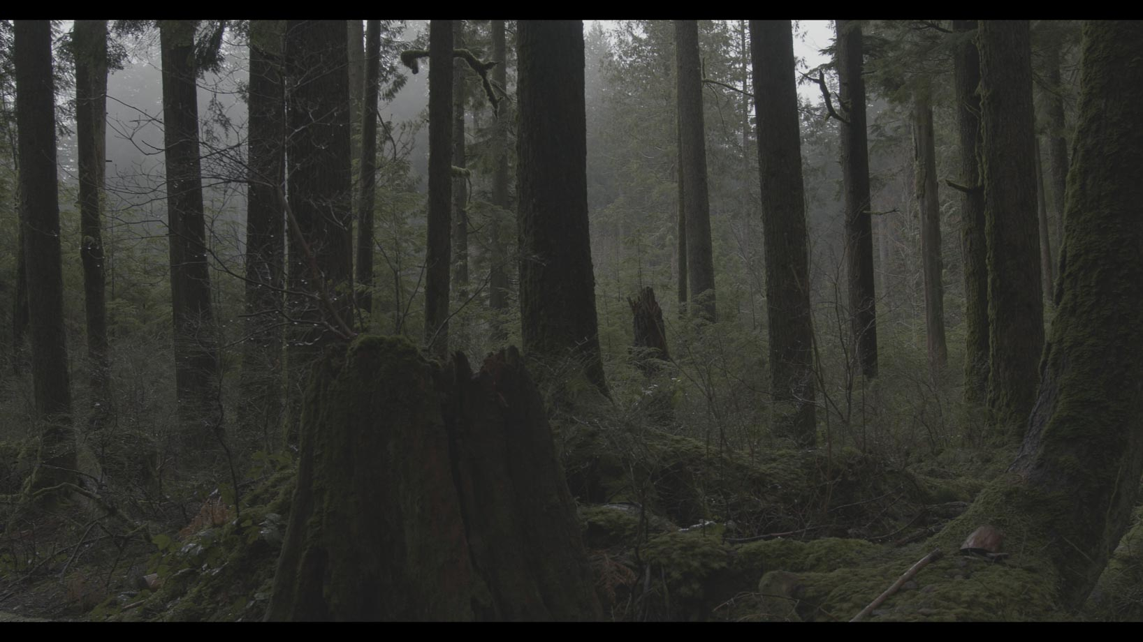 A forest 