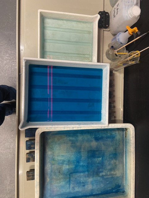 Various trays of blue water from cyanotype processing 