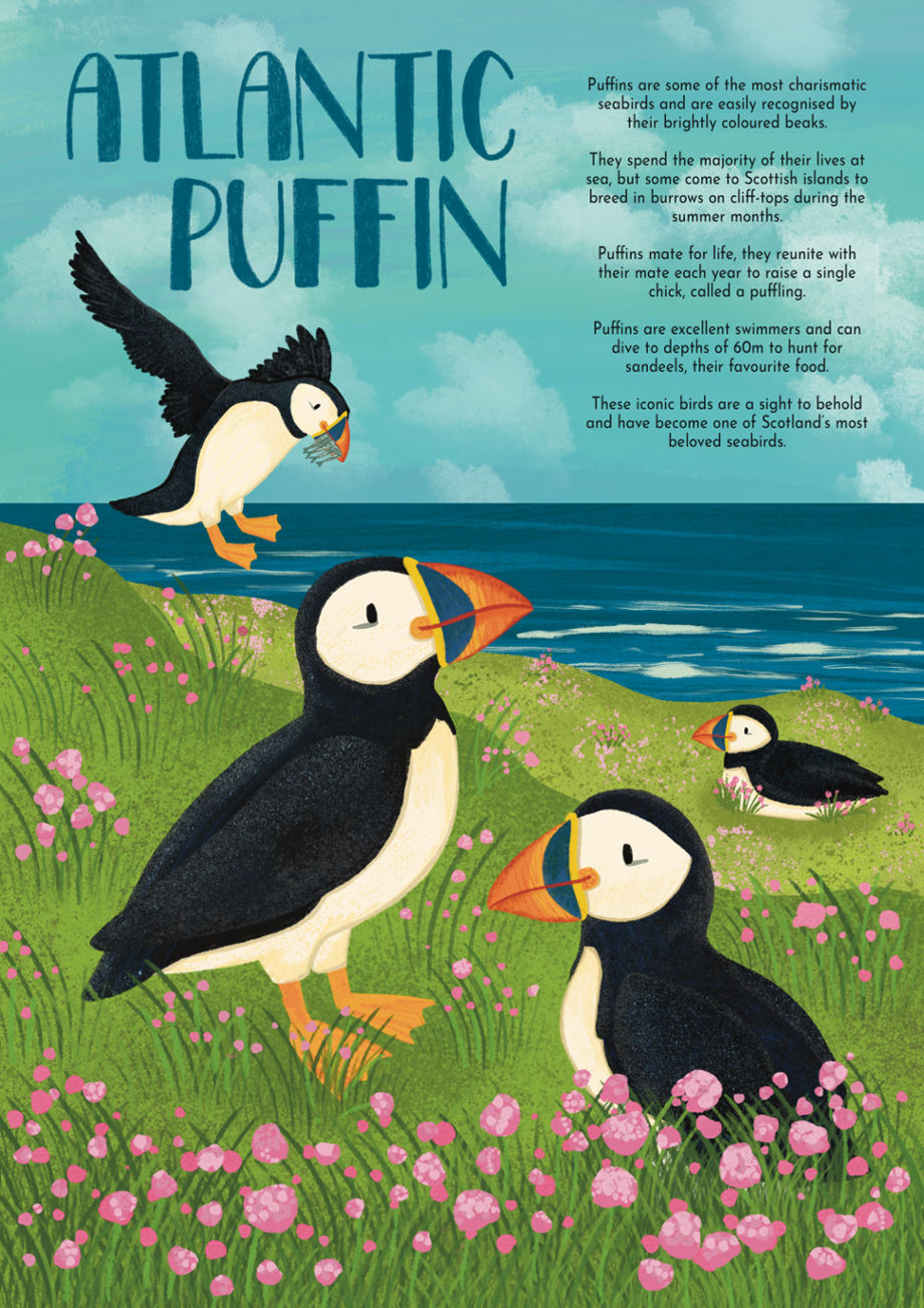 infographic poster of puffins