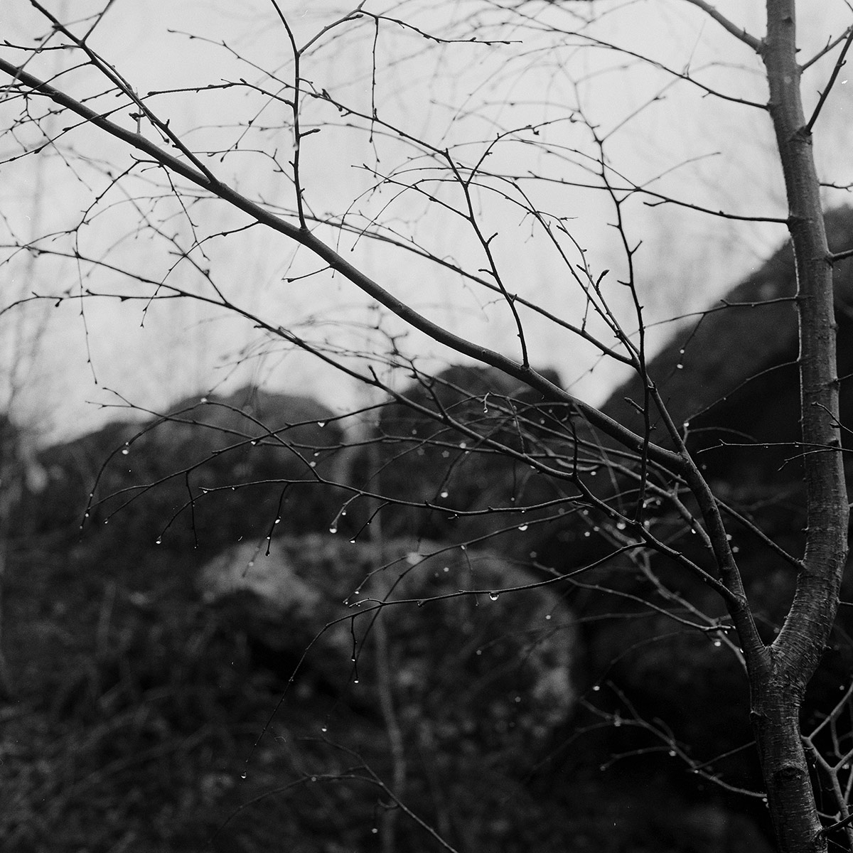 Raindrops on tree branches 