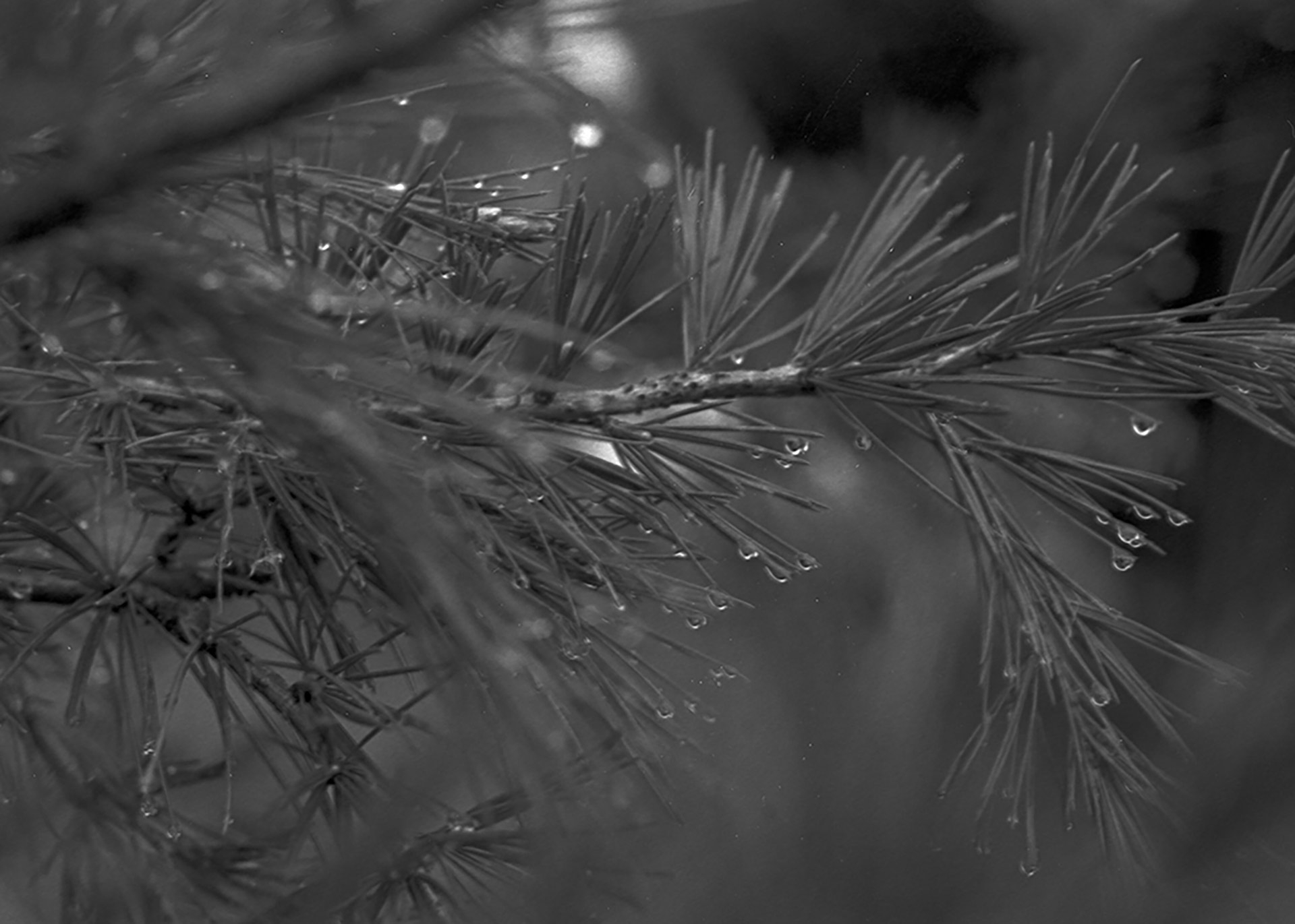 Raindrops on fern branch close up