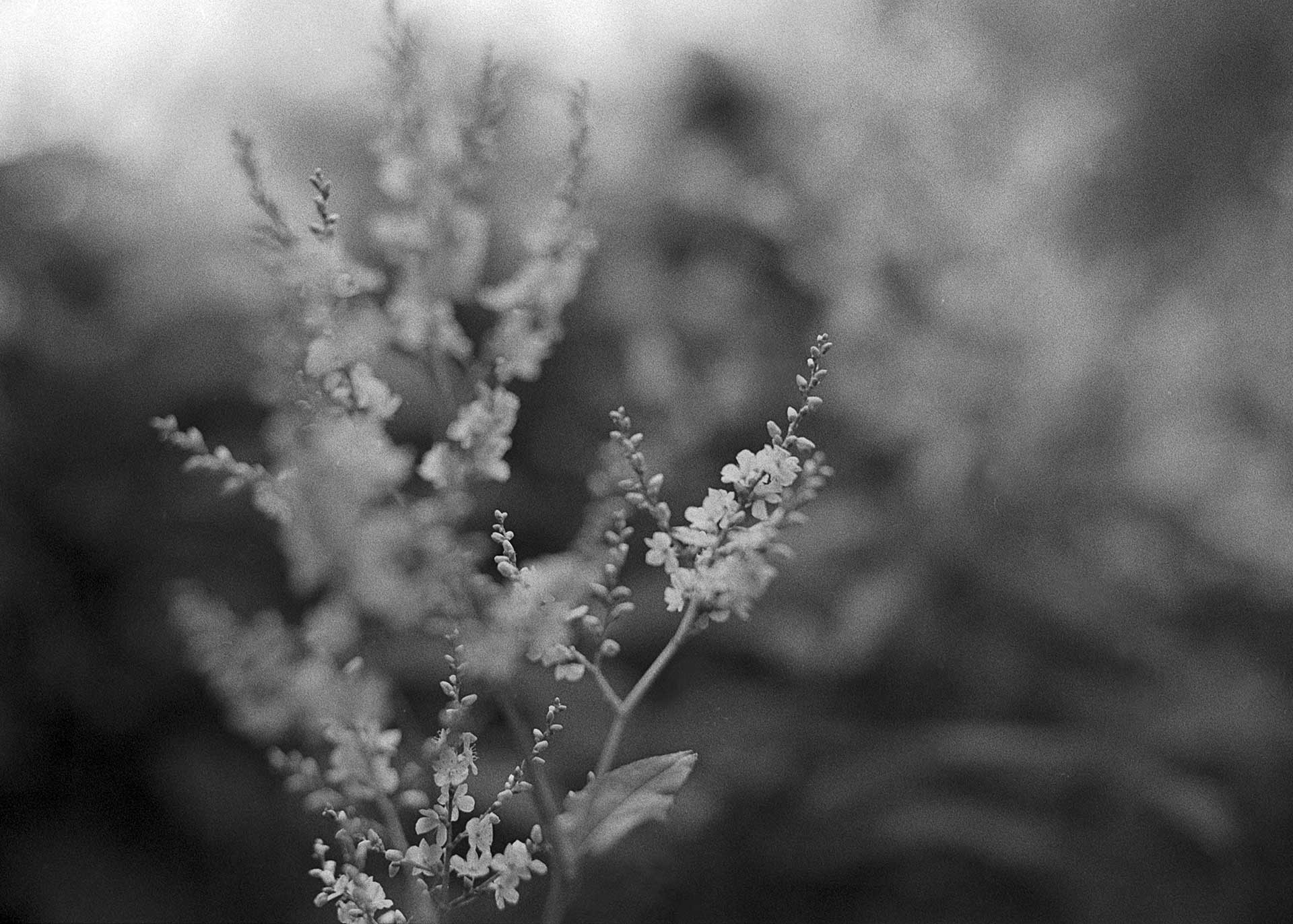 Small details of small flowers