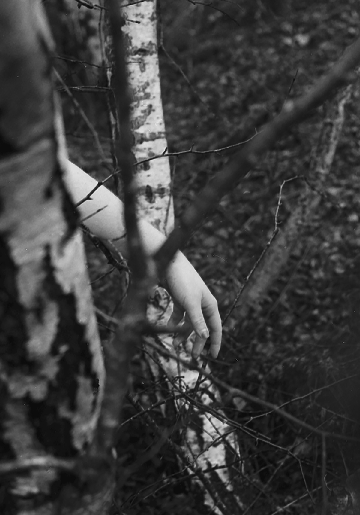 Arm in amongst trees