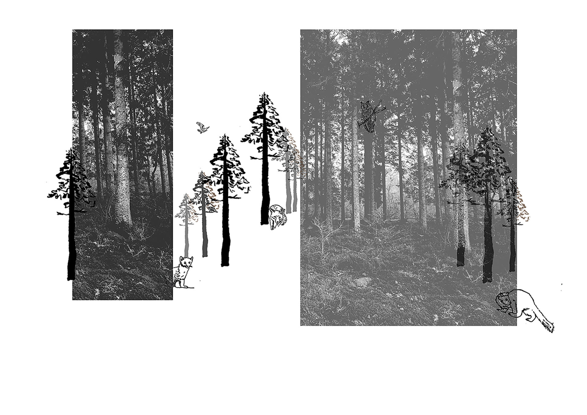 Layered Visual of Existing Conifer Plantation conditions 