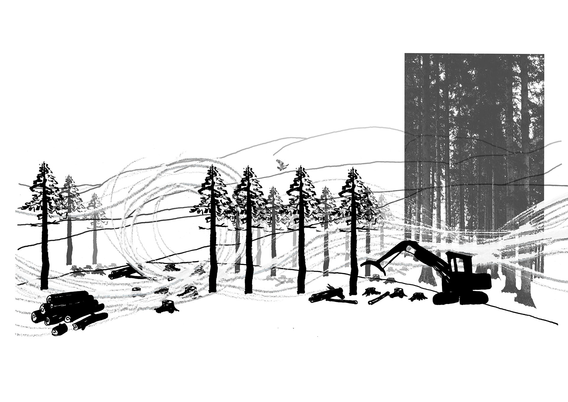 Layered Visual of exploitative conifer plantation dynamics 