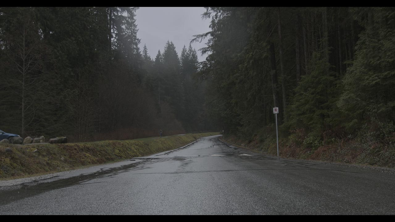 Road through dense forest 