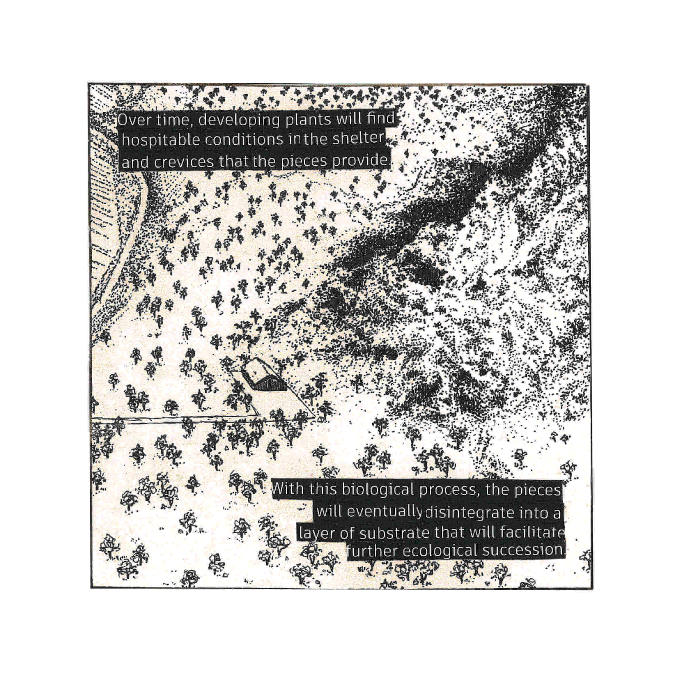Post-glacial ecologies take over Site 3.