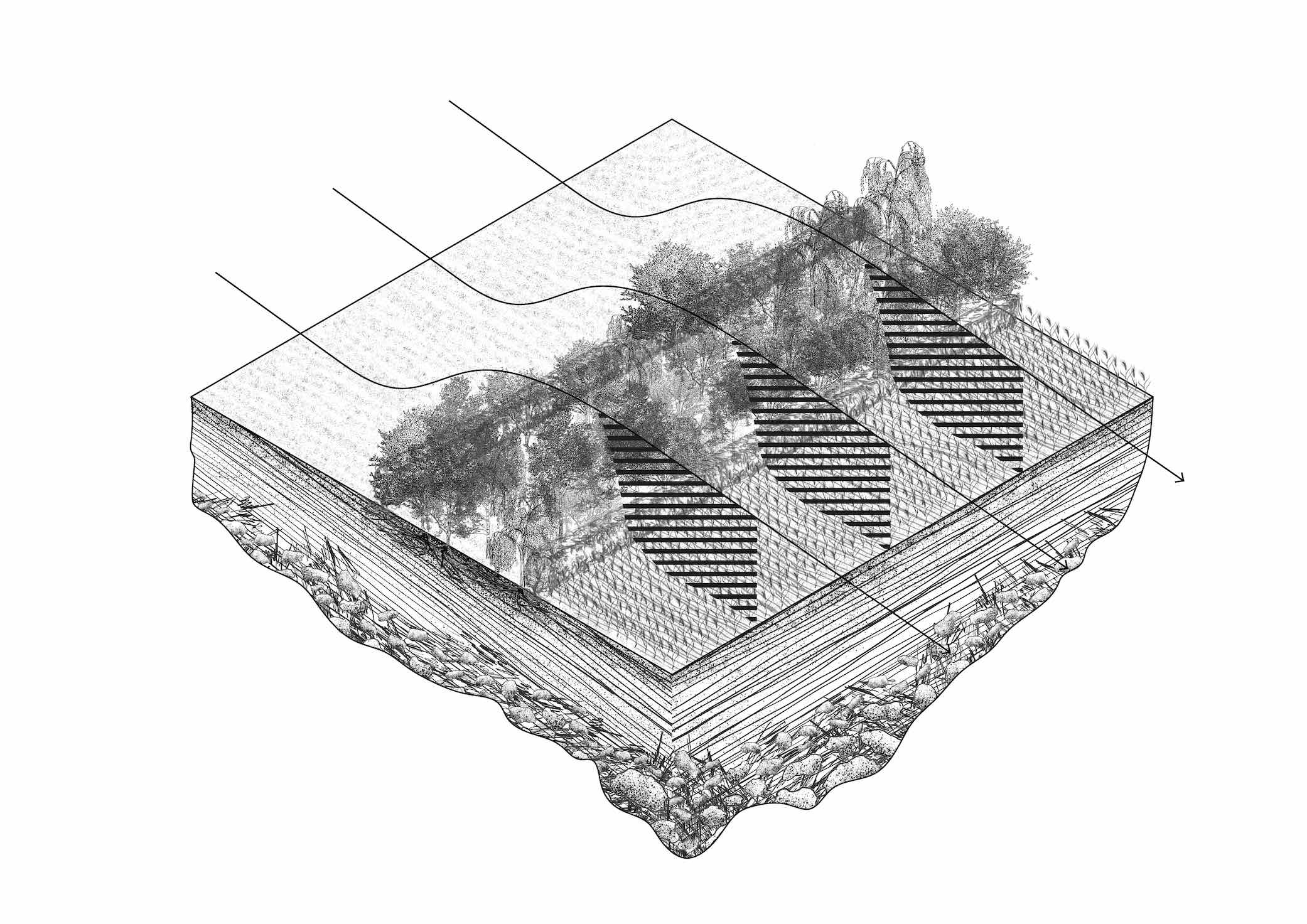 Shelterbelt Structure & Increasing Importance