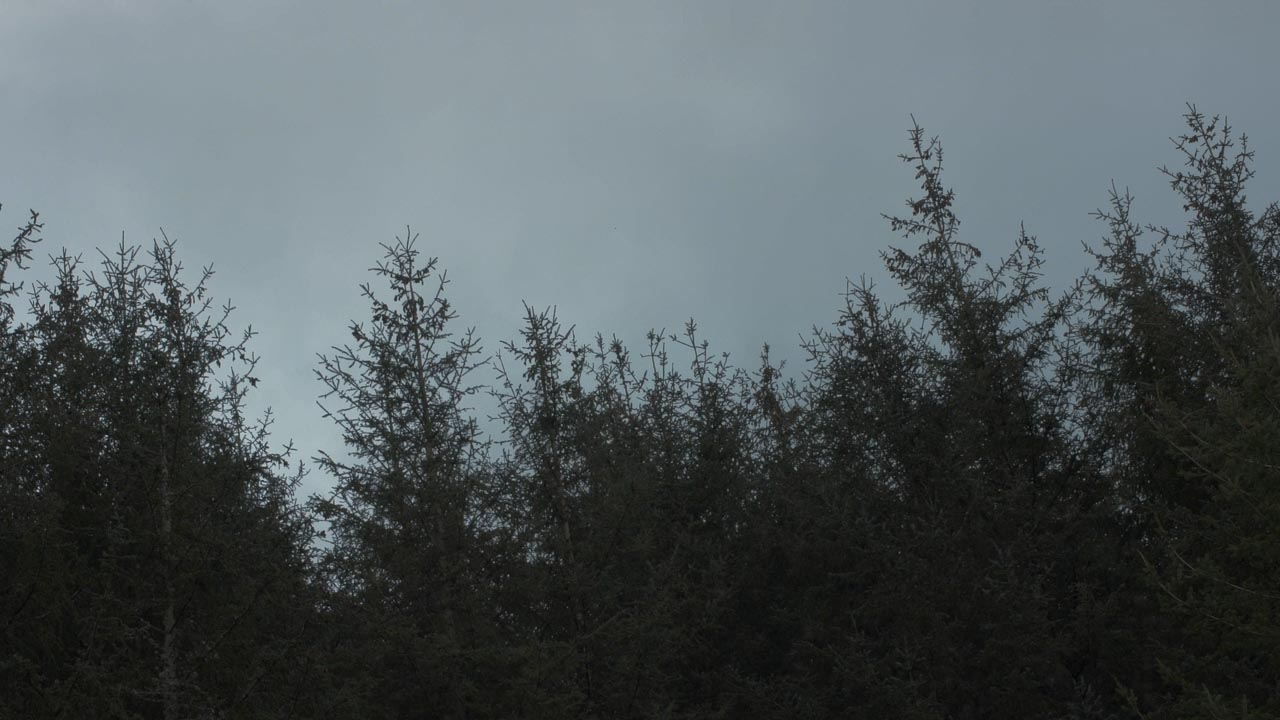 Pine tree tops 