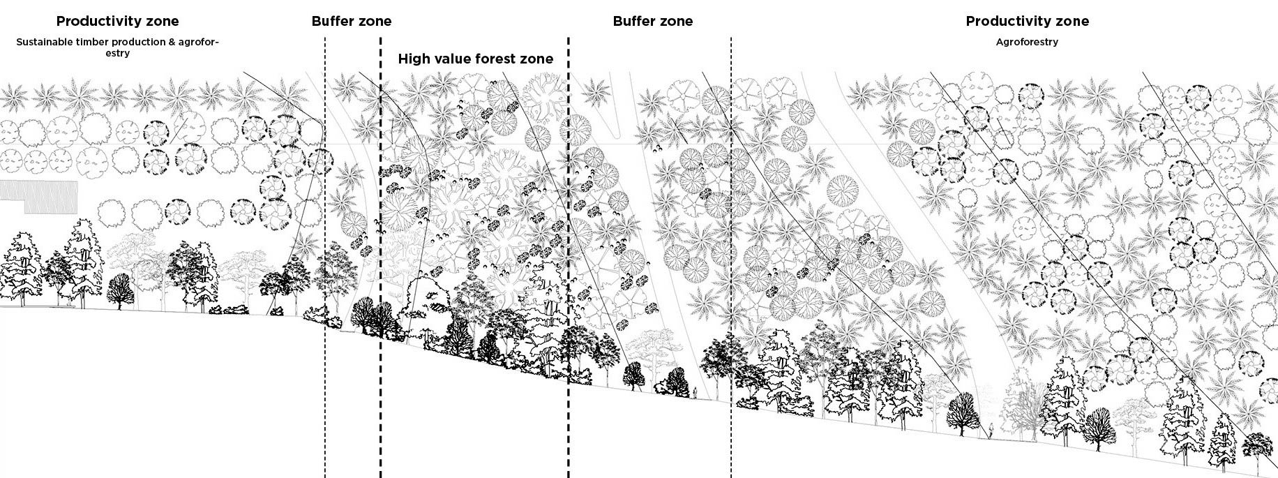 Hybrid Forest year 60