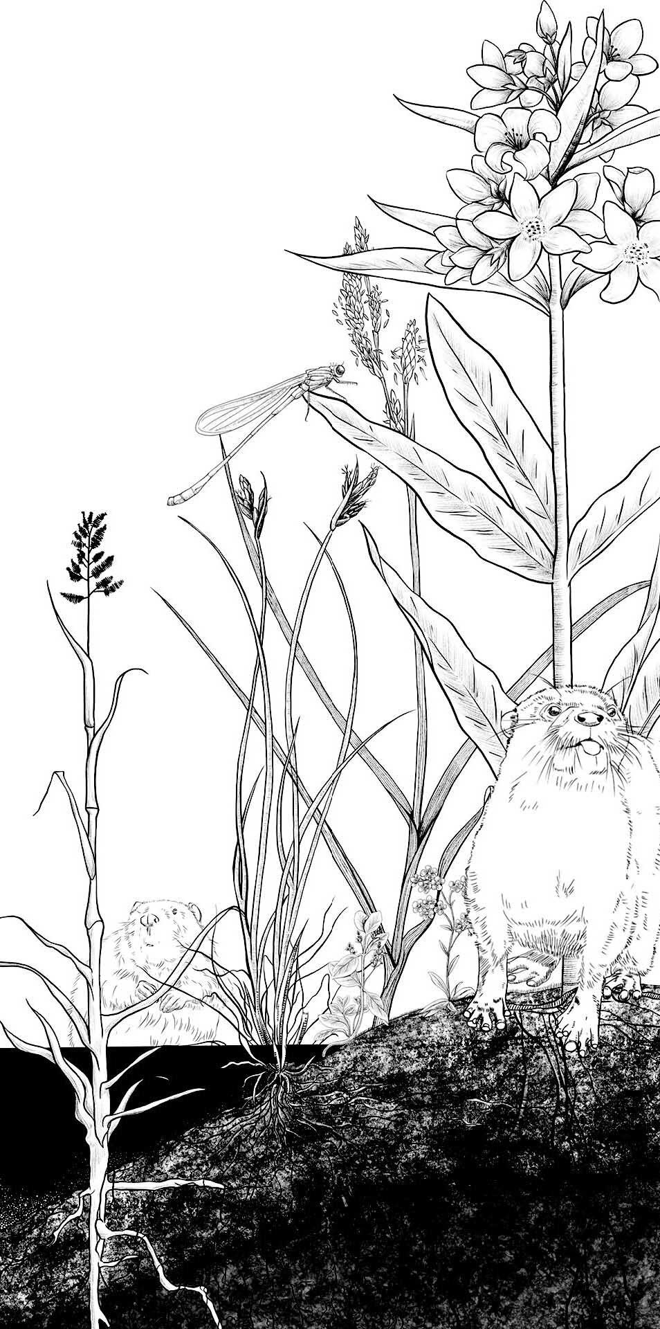 The Rewetted Floodplain - Reedbed ecosystem year 50