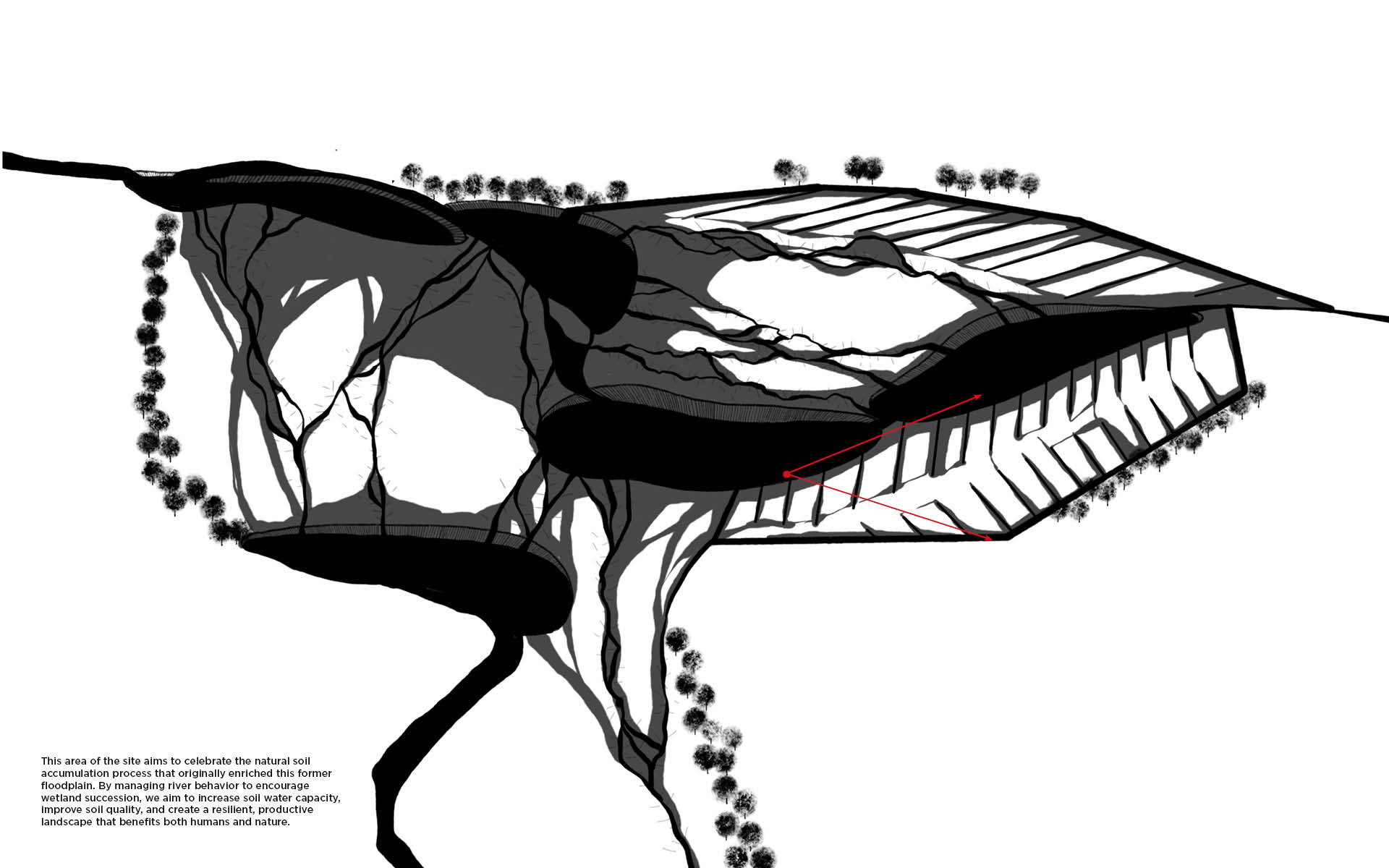 The Rewetted Floodplain Year 50