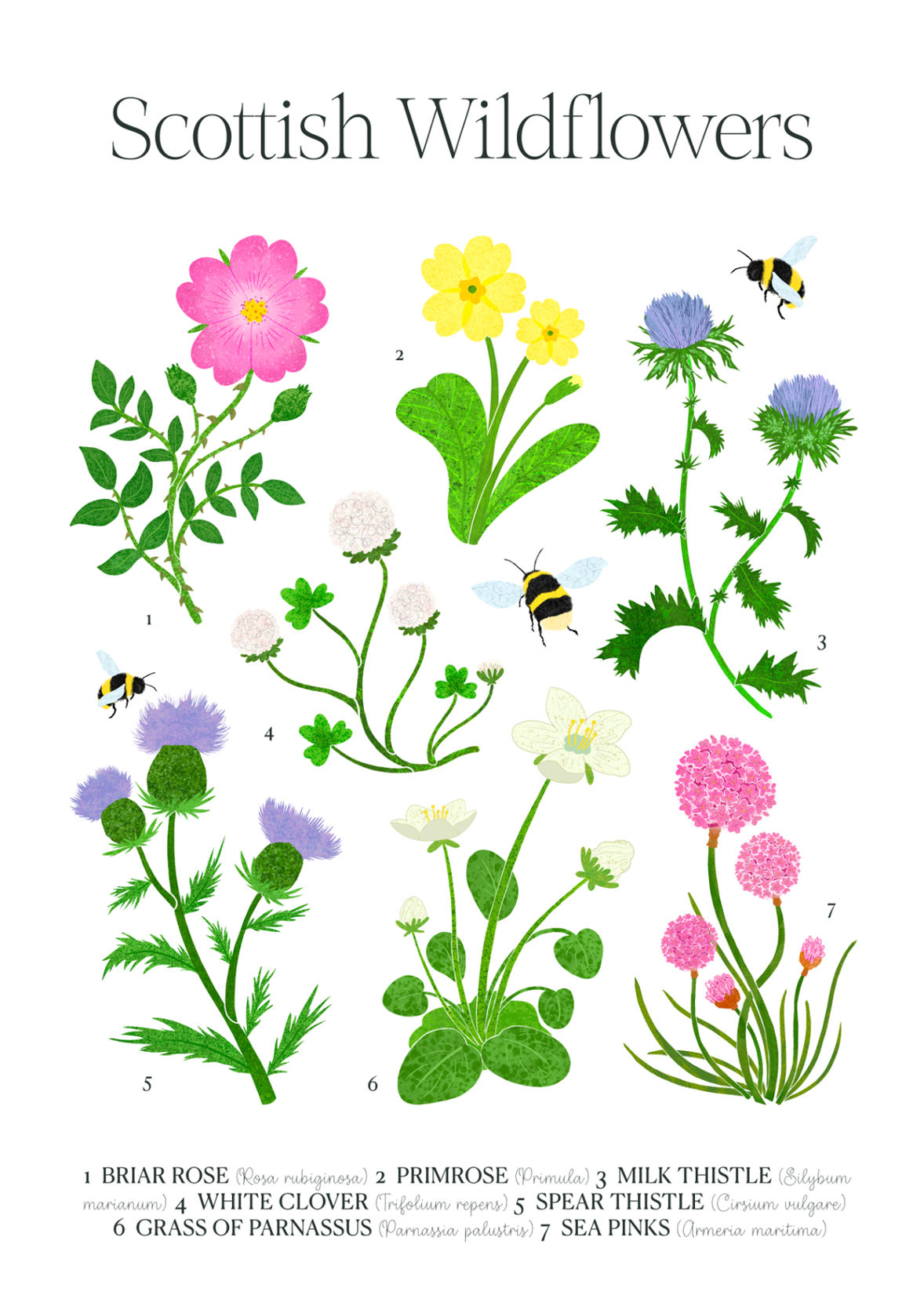 poster of various Scottish wildflowers