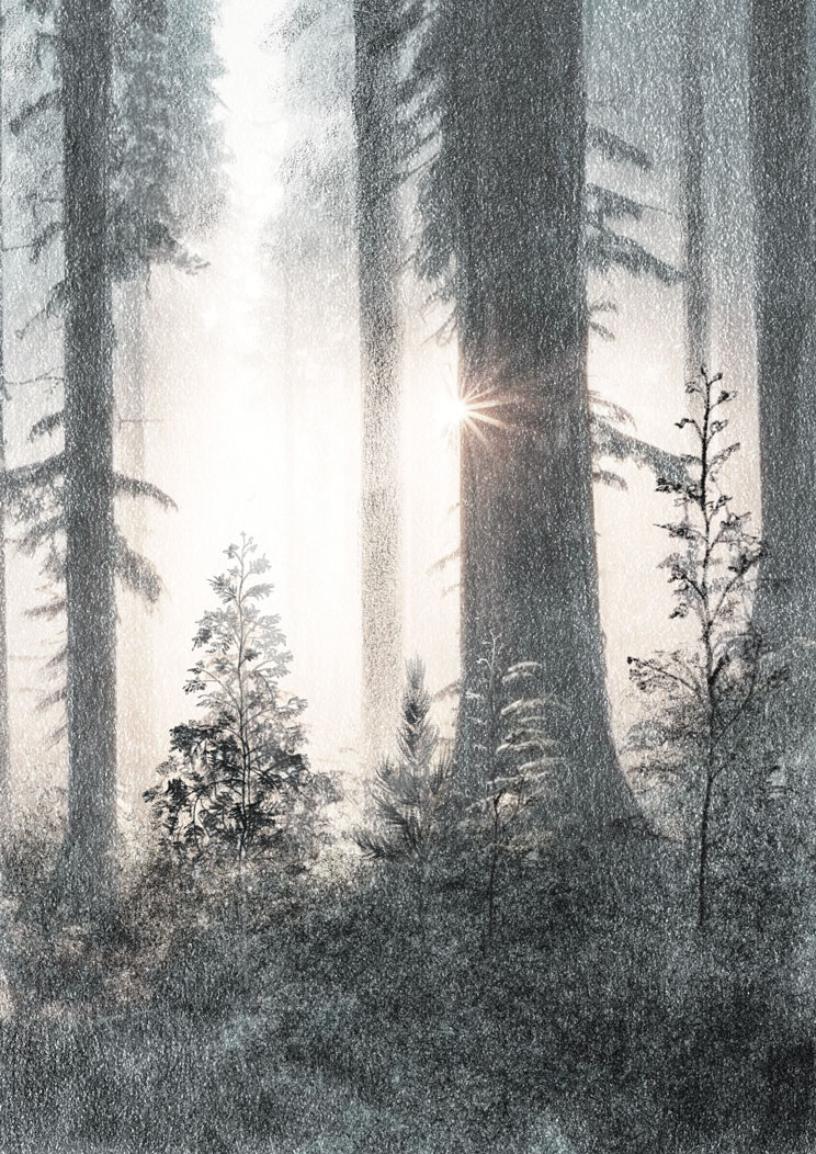 forest