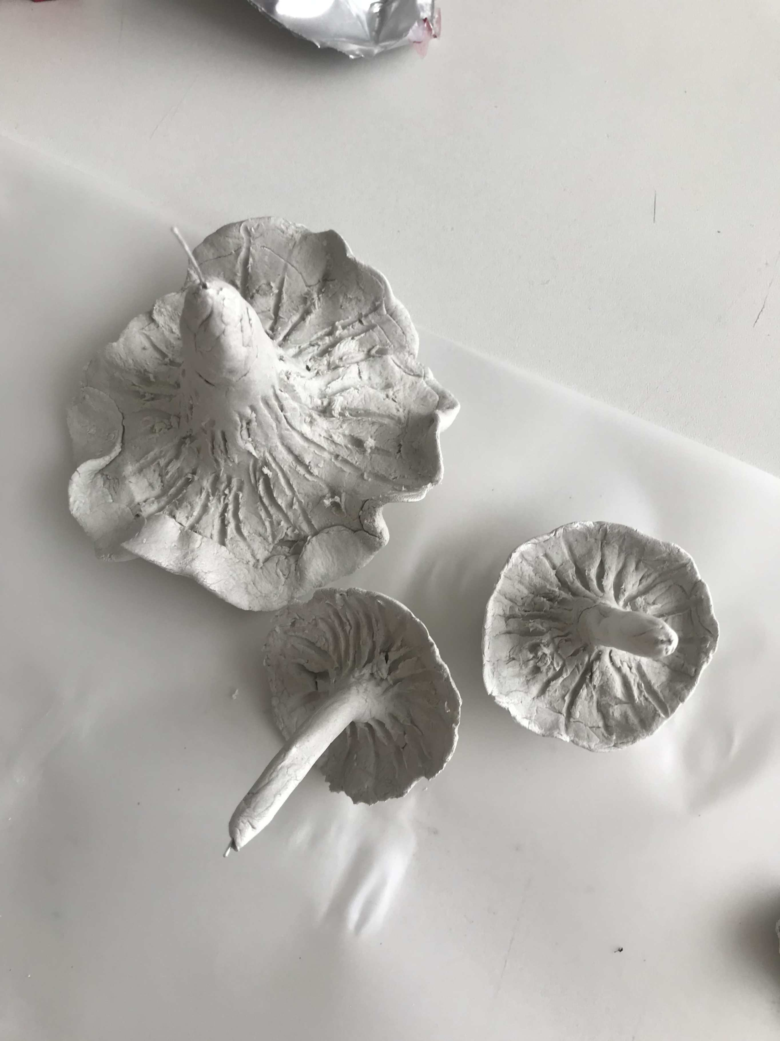 Initial clay fungi model development 