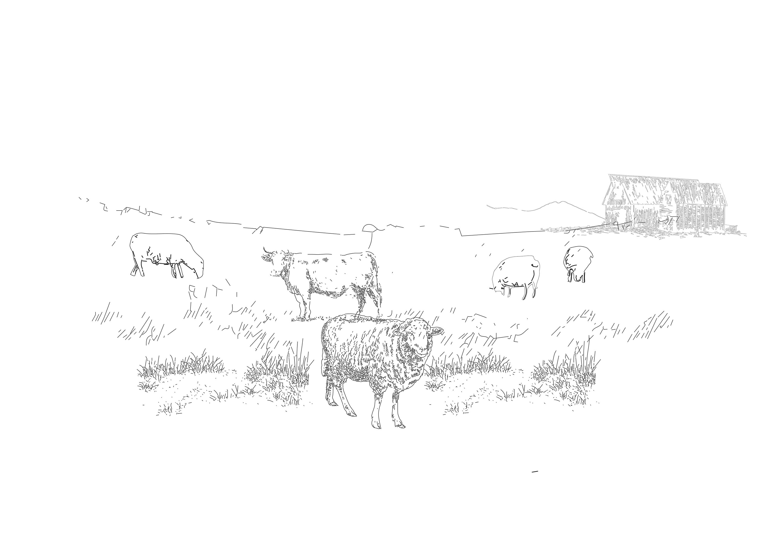 Grazing Land