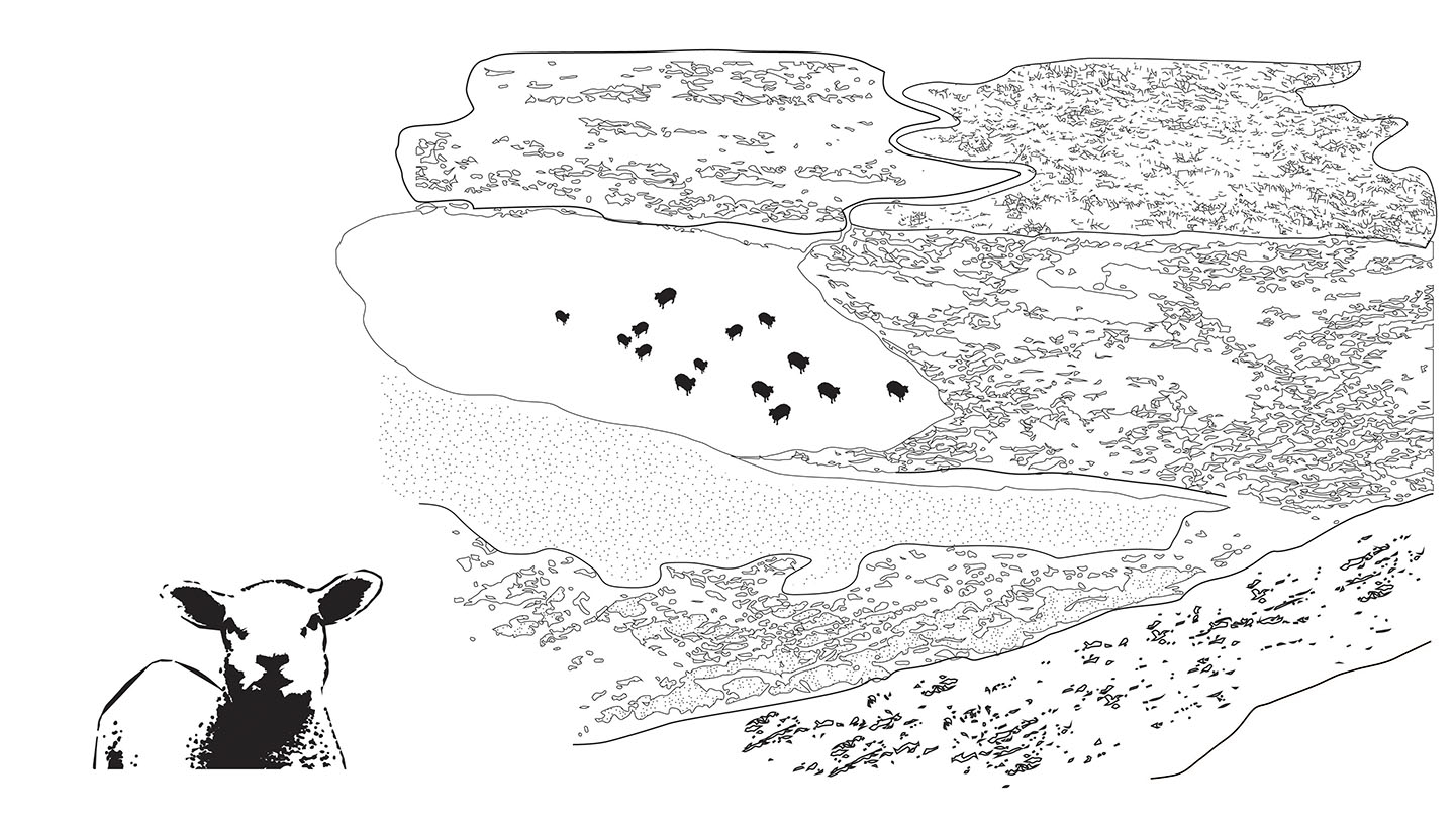Feeding Area
