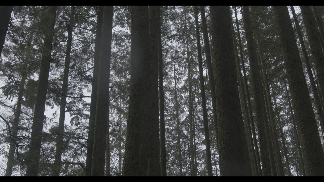 Dense tree trunks 