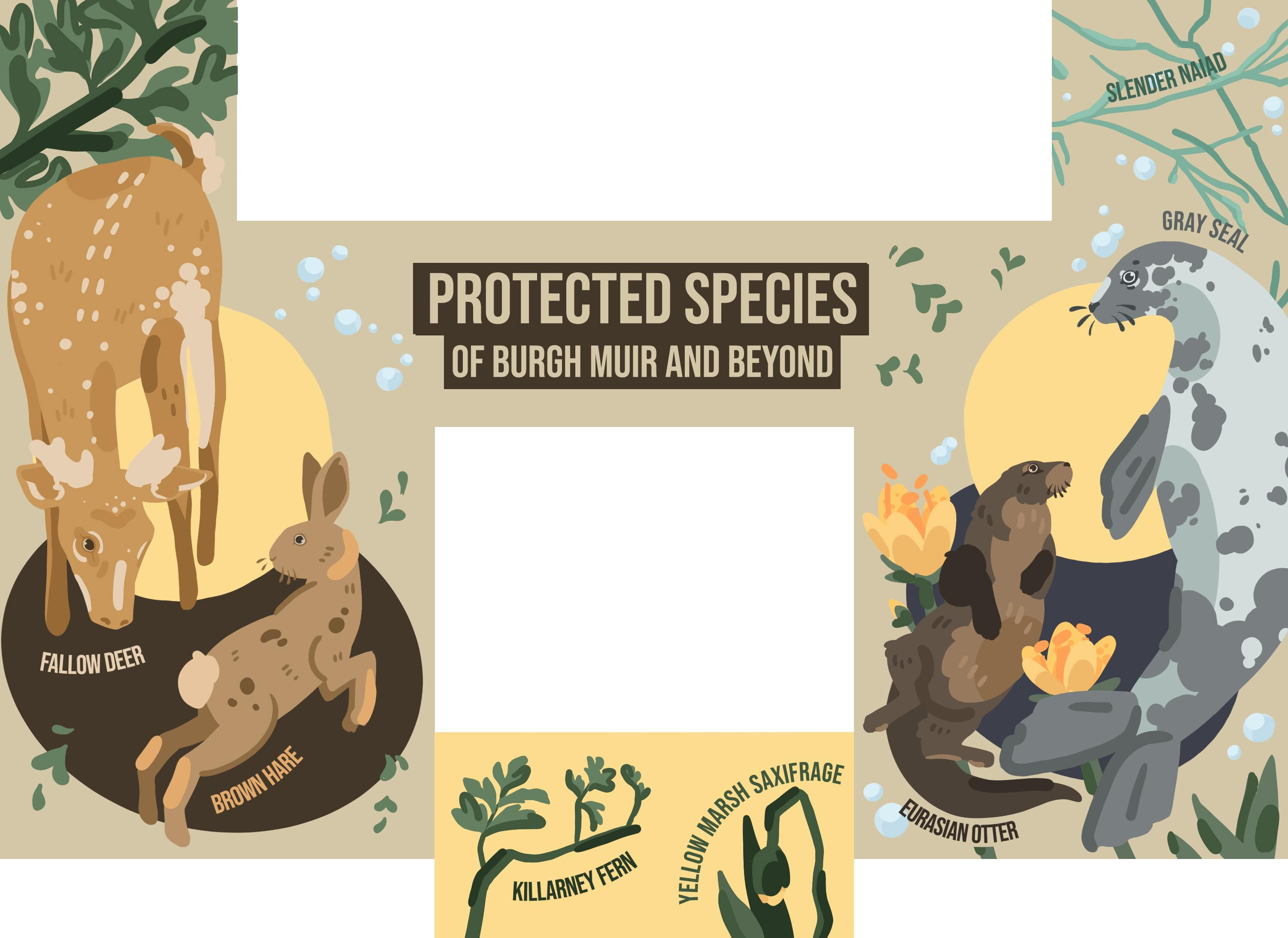 The full mural design, showing a fallow deer, a hare, a killarney fern, a yellow saxifrage, an otter and a seal, with the text "Protected species of Burgh Muir and beyond" in the middle.
