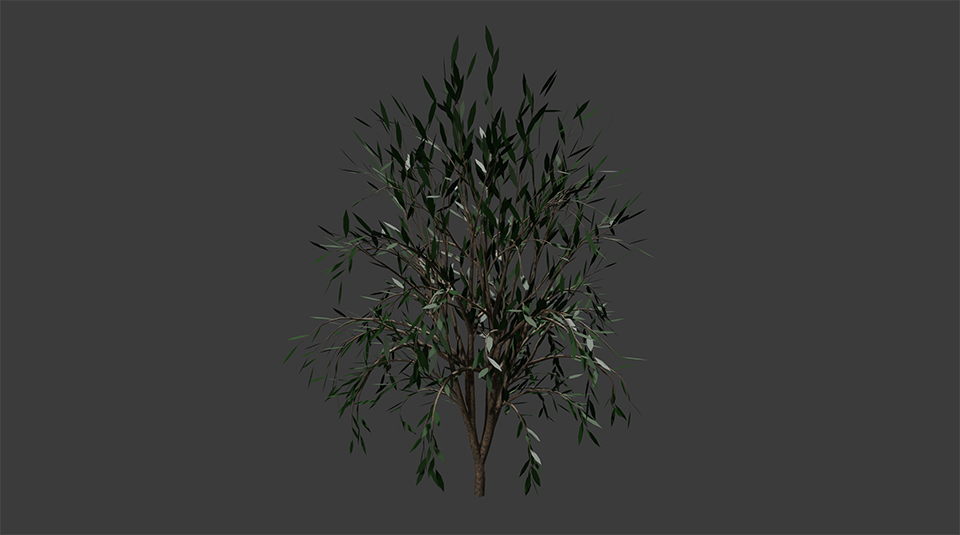Olive Tree