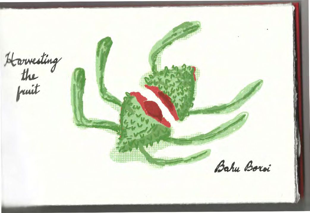 Harvesting the fruit pg 1