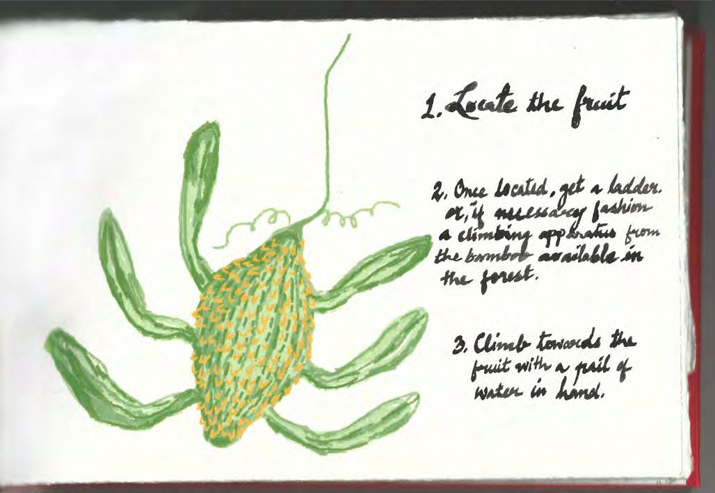 Harvesting the fruit pg 2