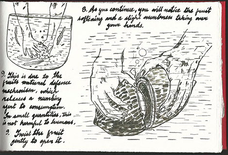 harvesting a fruit pg 4