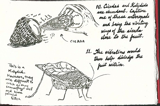 harvesting a fruit pg 5