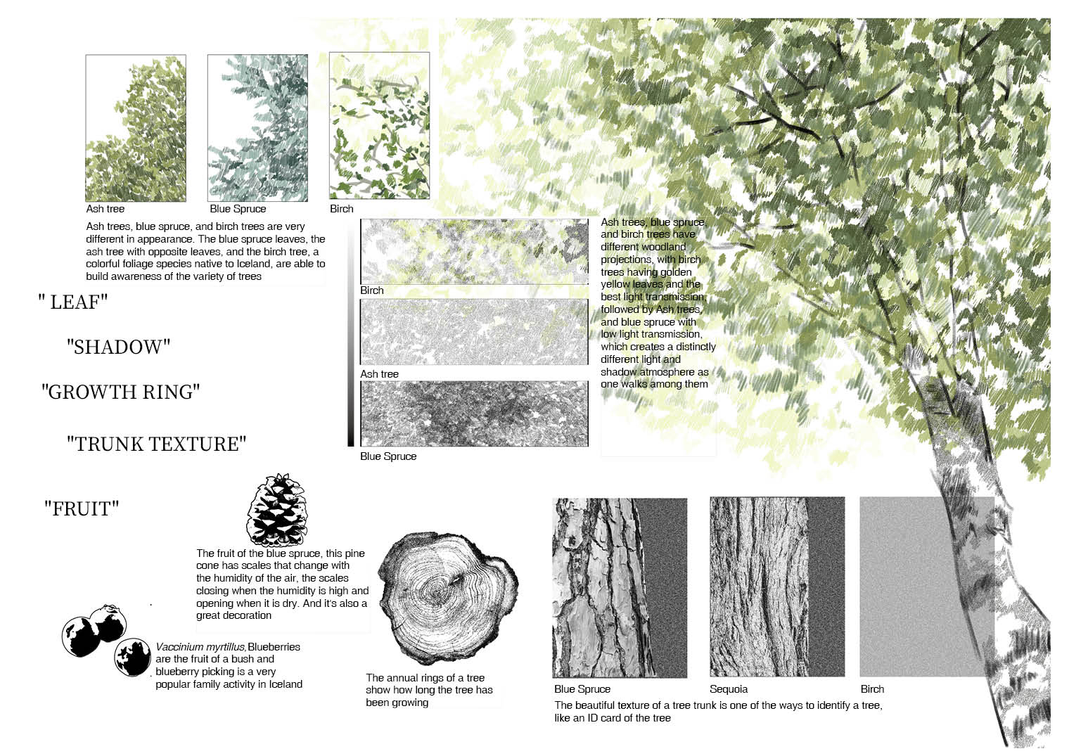 I extracted the trunk textures of these three trees and made the pavement of the road along their timeline. When people walk on the road, they can observe the changes in the texture of the pavement and feel the process of changes of typical Icelandic trees, and it also helps Icelanders to build up their knowledge of trees from the perspective of light, shadow, colour, texture and life. The planting of birch trees in the project also responds to the history of social transformation in this space.