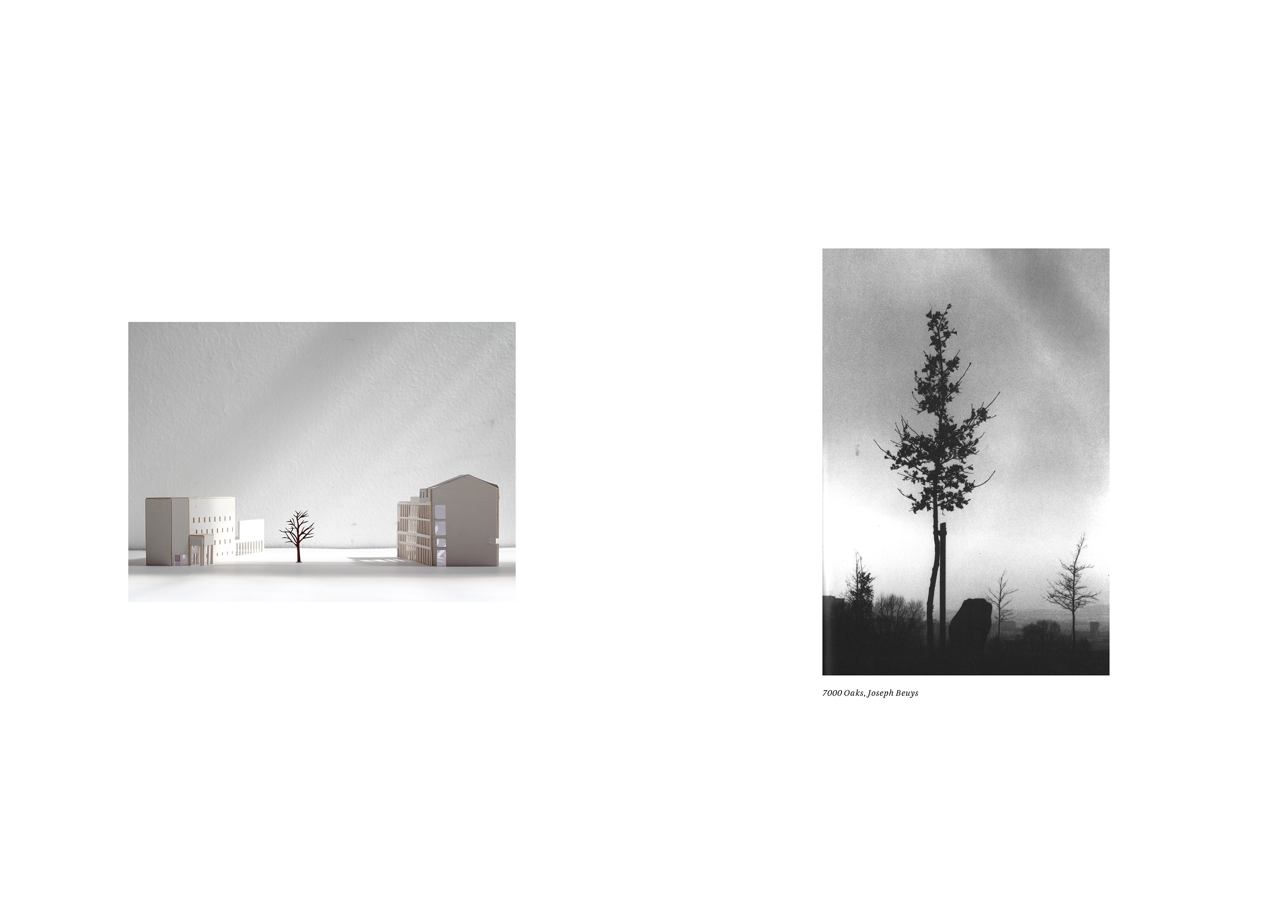 Beuys Tree
