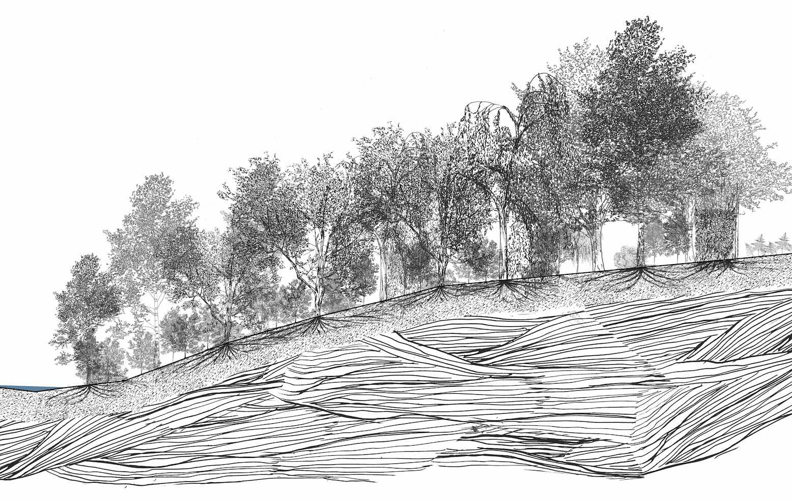 Burn Corridor planting and proposals