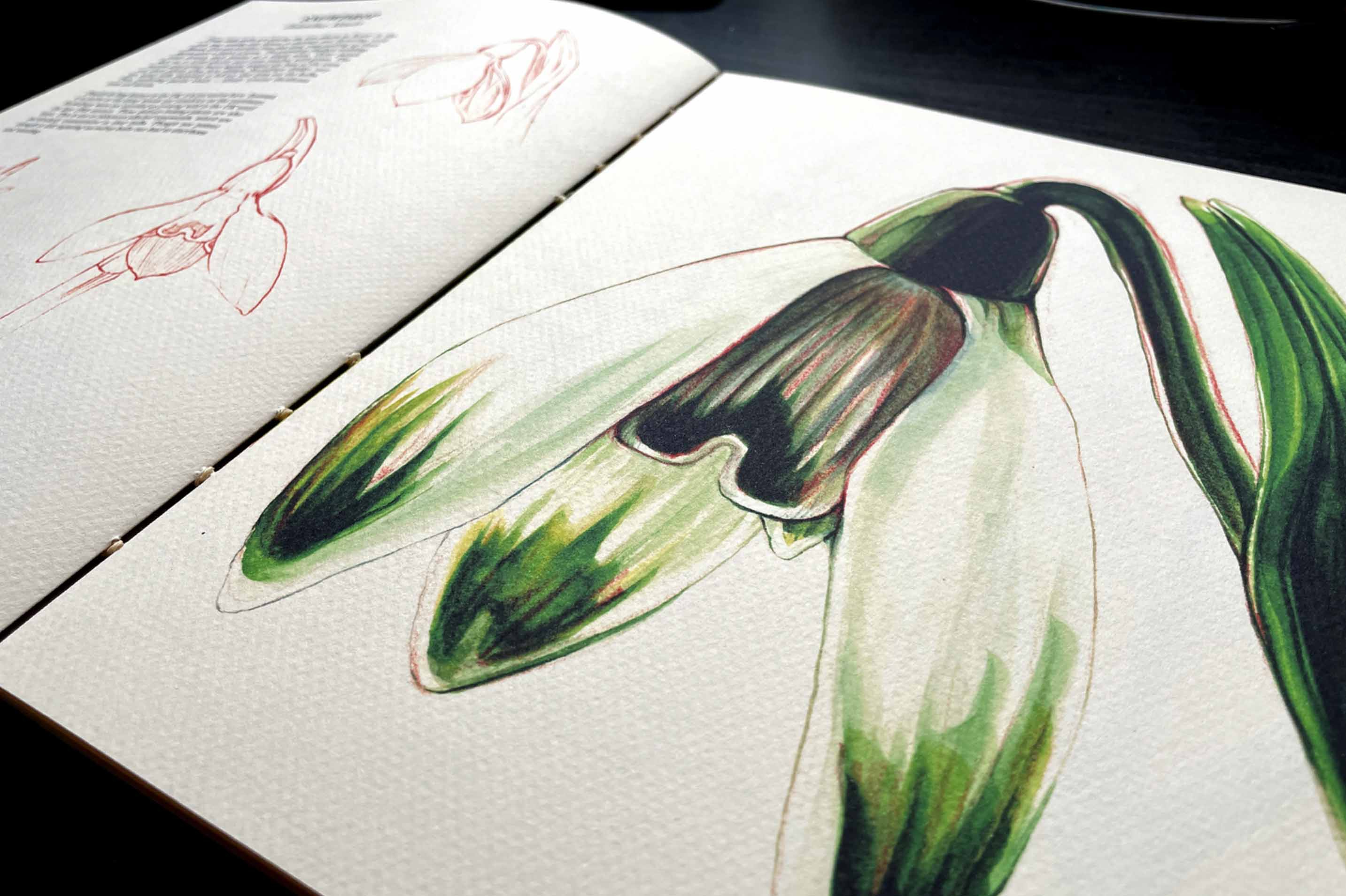florilegium book spread 3